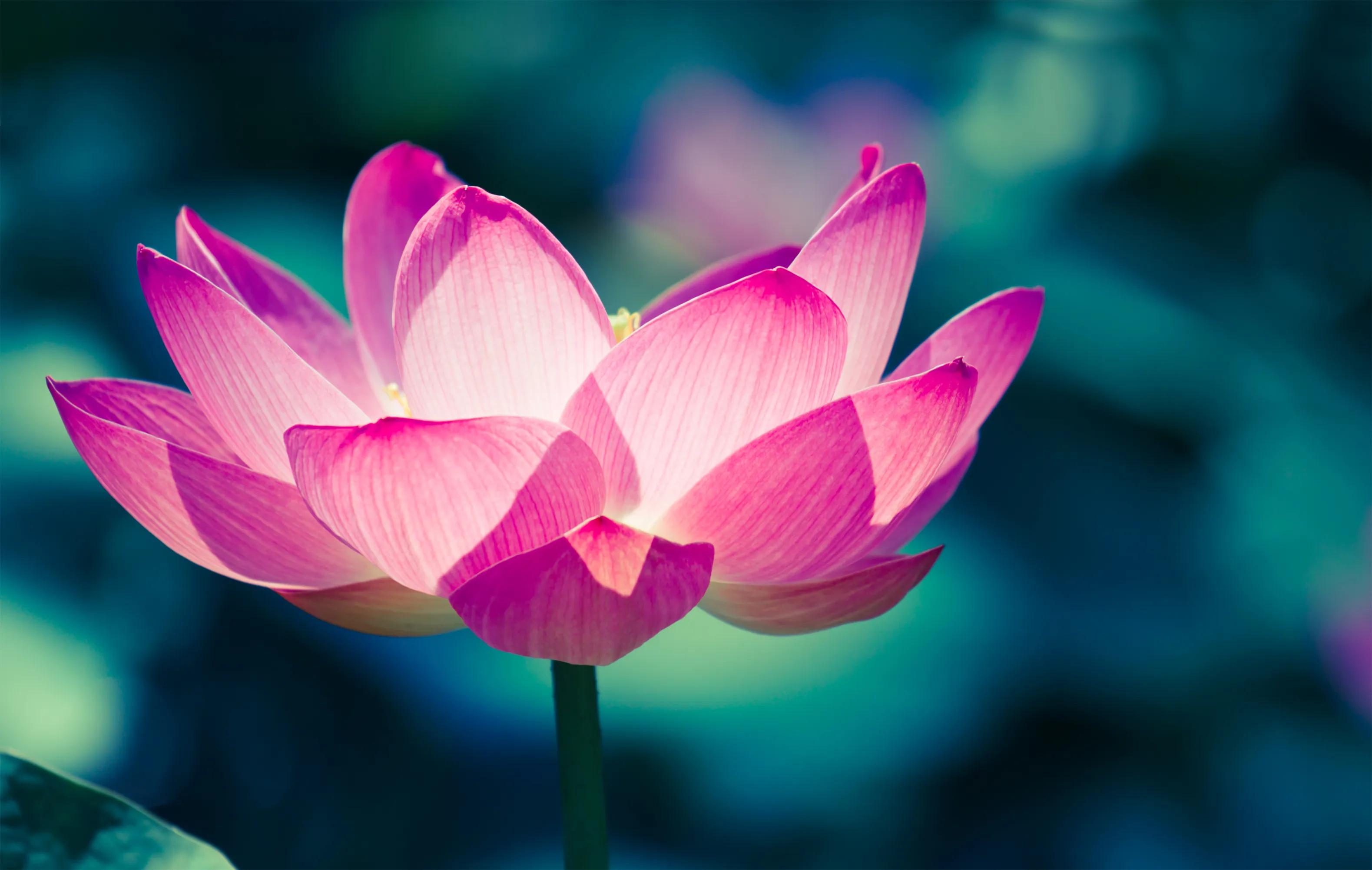 Lotus flower blooming, Exquisite blossoms, Nature's miracle, Captivating transformation, 3160x2010 HD Desktop