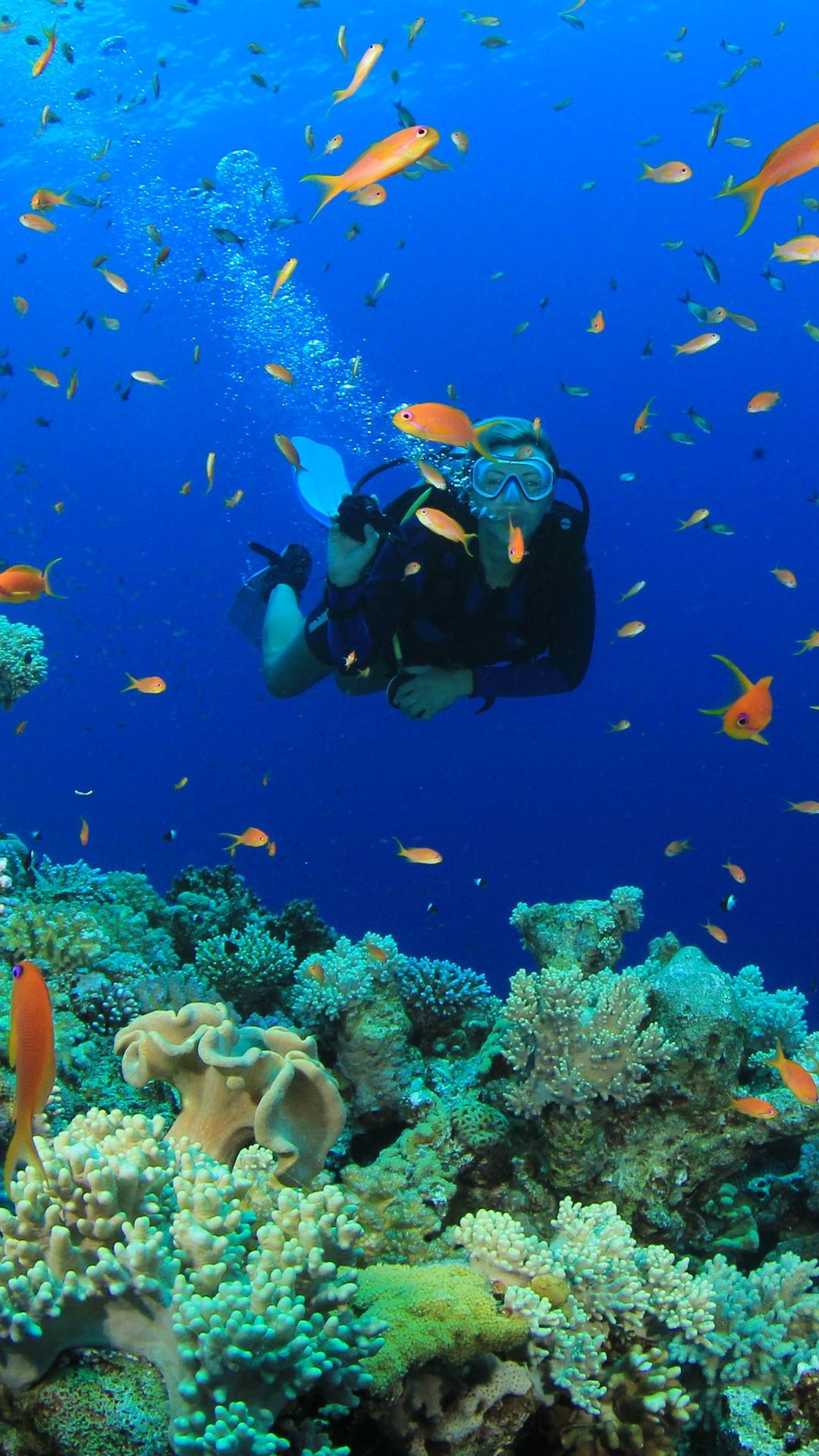 Diving: Scuba diver explores coral reefs, Recreational and scientific underwater activity. 1080x1920 Full HD Background.