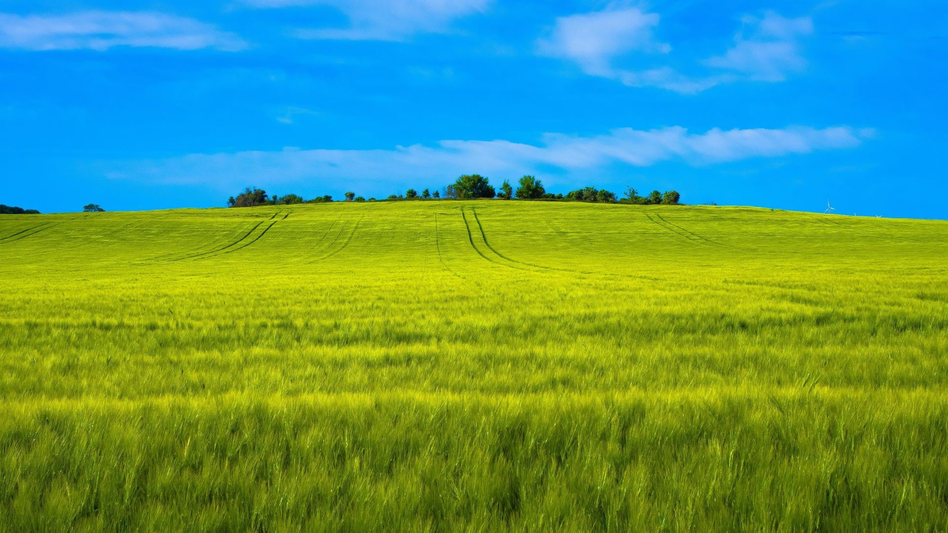 Farm: Rural landscape, Wheat, Fertile land. 1920x1080 Full HD Background.