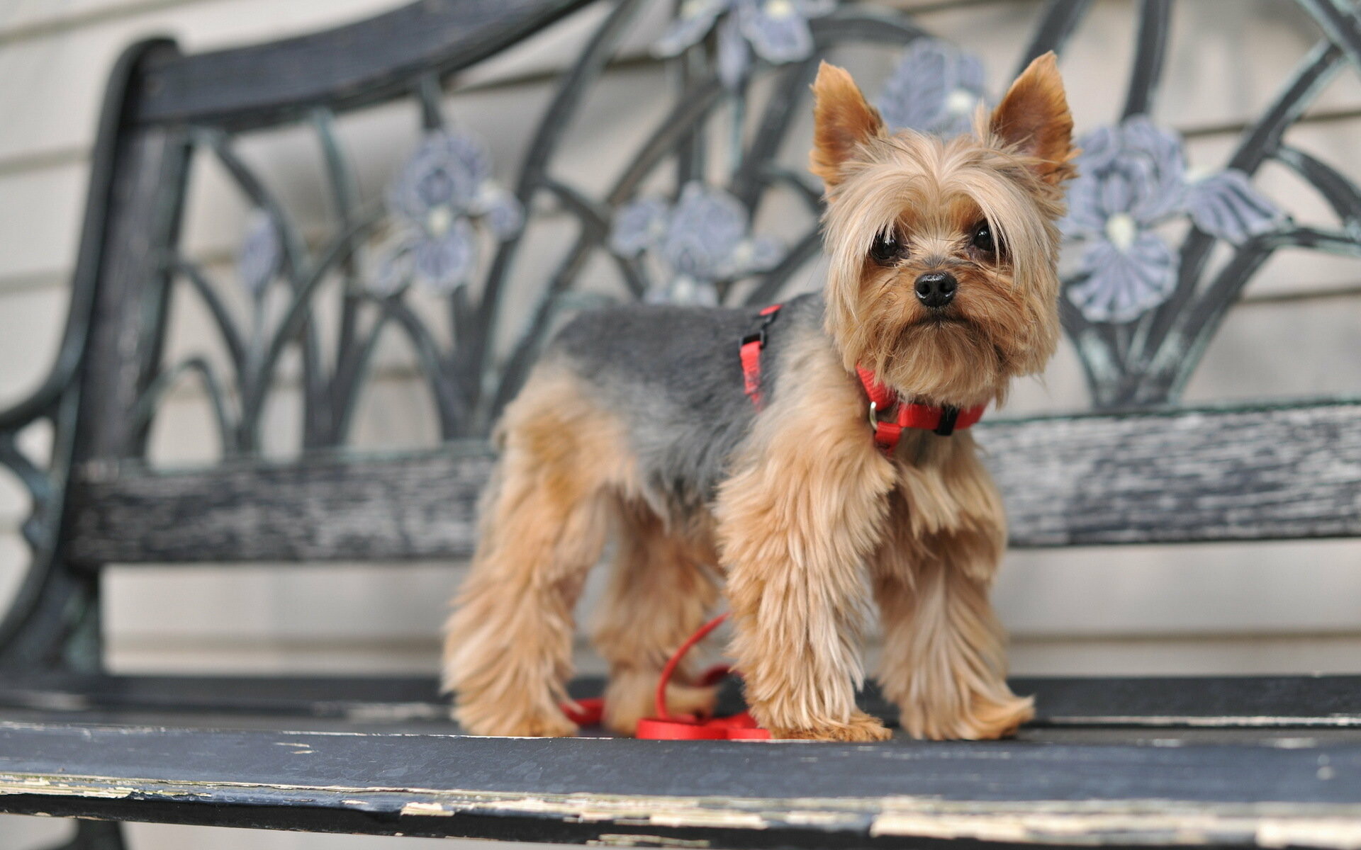 Yorkshire Terrier: The breed was introduced in North America in 1872, Dog. 1920x1200 HD Wallpaper.