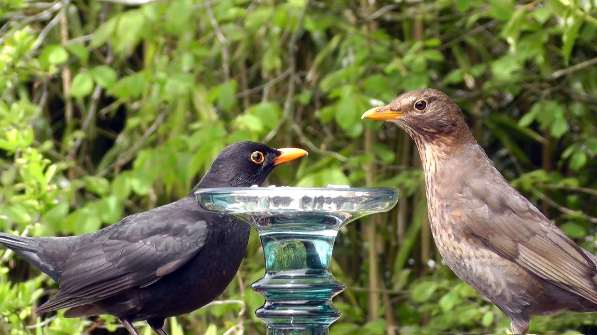 Common Blackbird, Female bird, Audacious nature, Free download, 1920x1080 Full HD Desktop