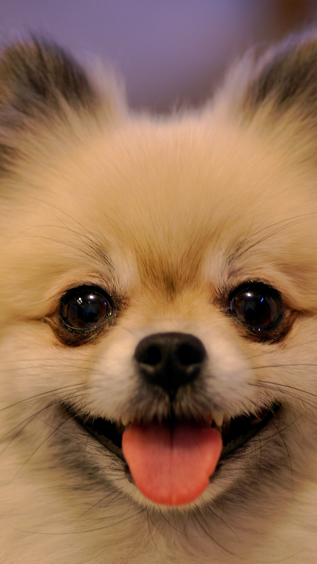 Pomeranian, WordPress image, High-quality wallpaper, Enchanting breed, 1080x1920 Full HD Phone