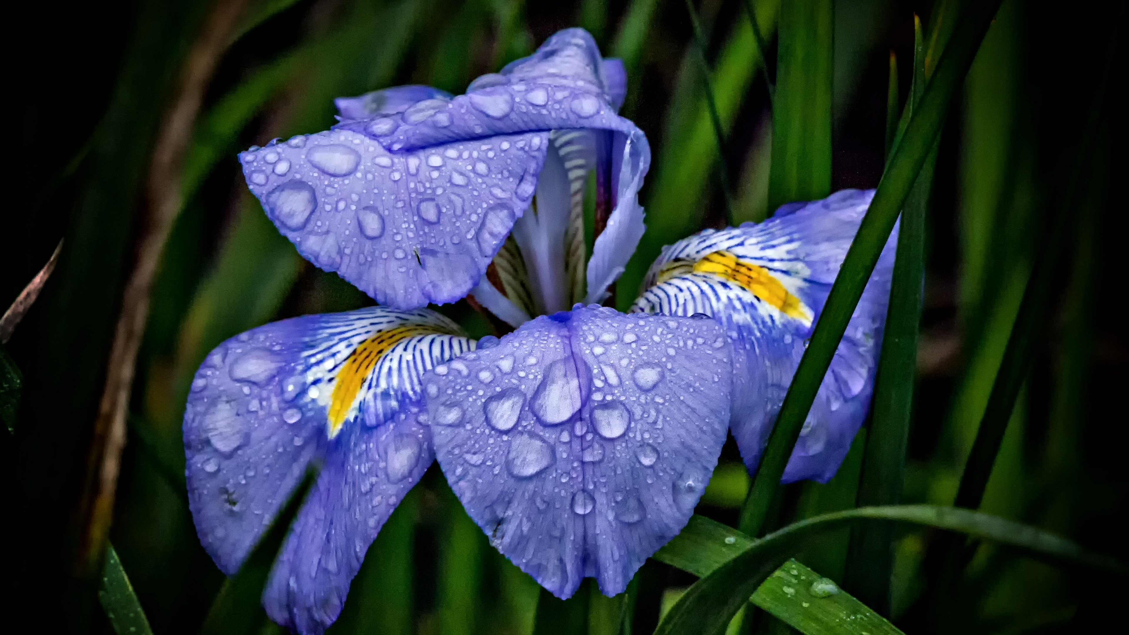 Iris, Nature's beauty, Exquisite flowers, Colorful petals, 3840x2160 4K Desktop