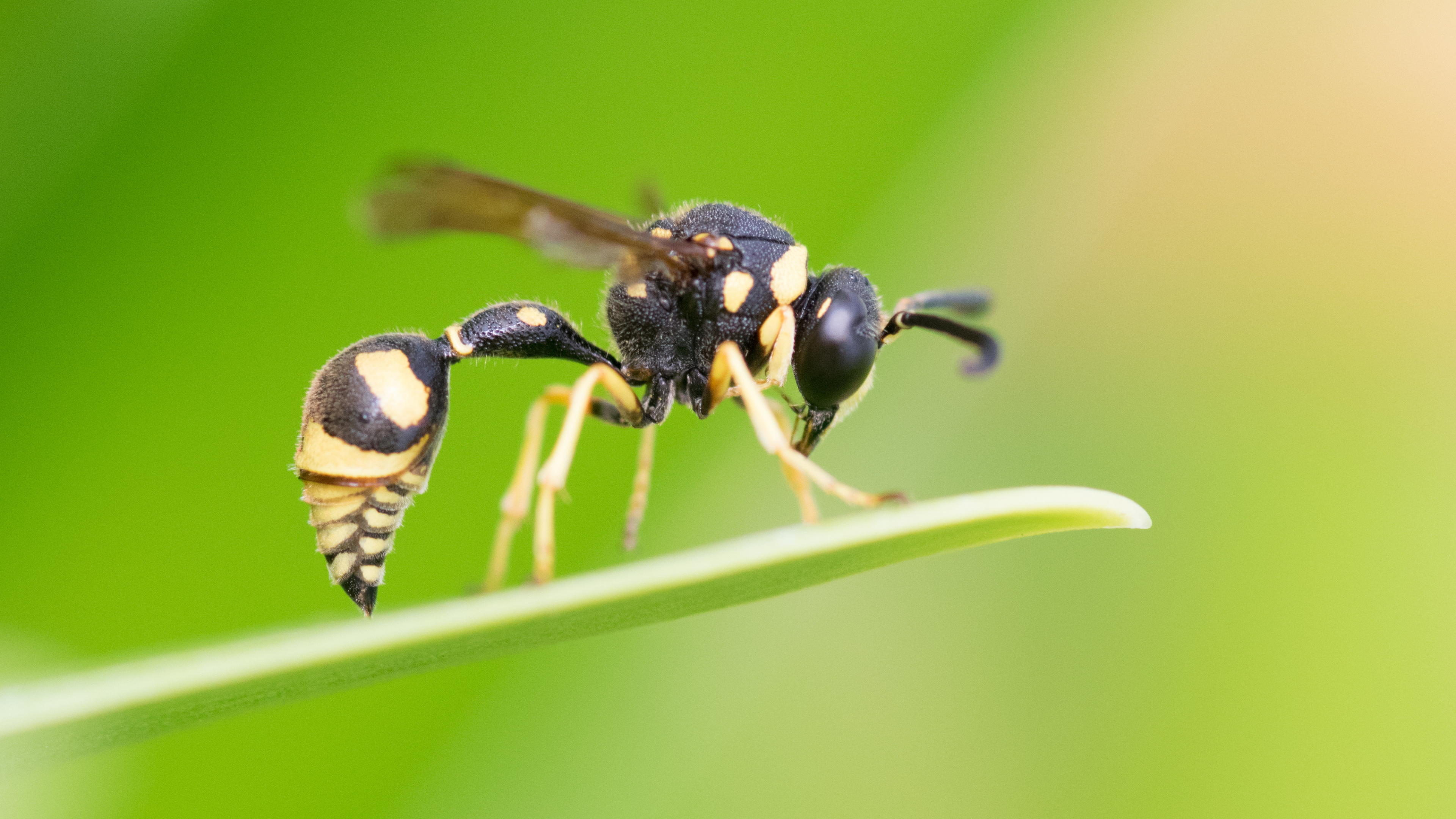 Wasp types, Wasp identification, Wasp characteristics, Invasive species, 3840x2160 4K Desktop