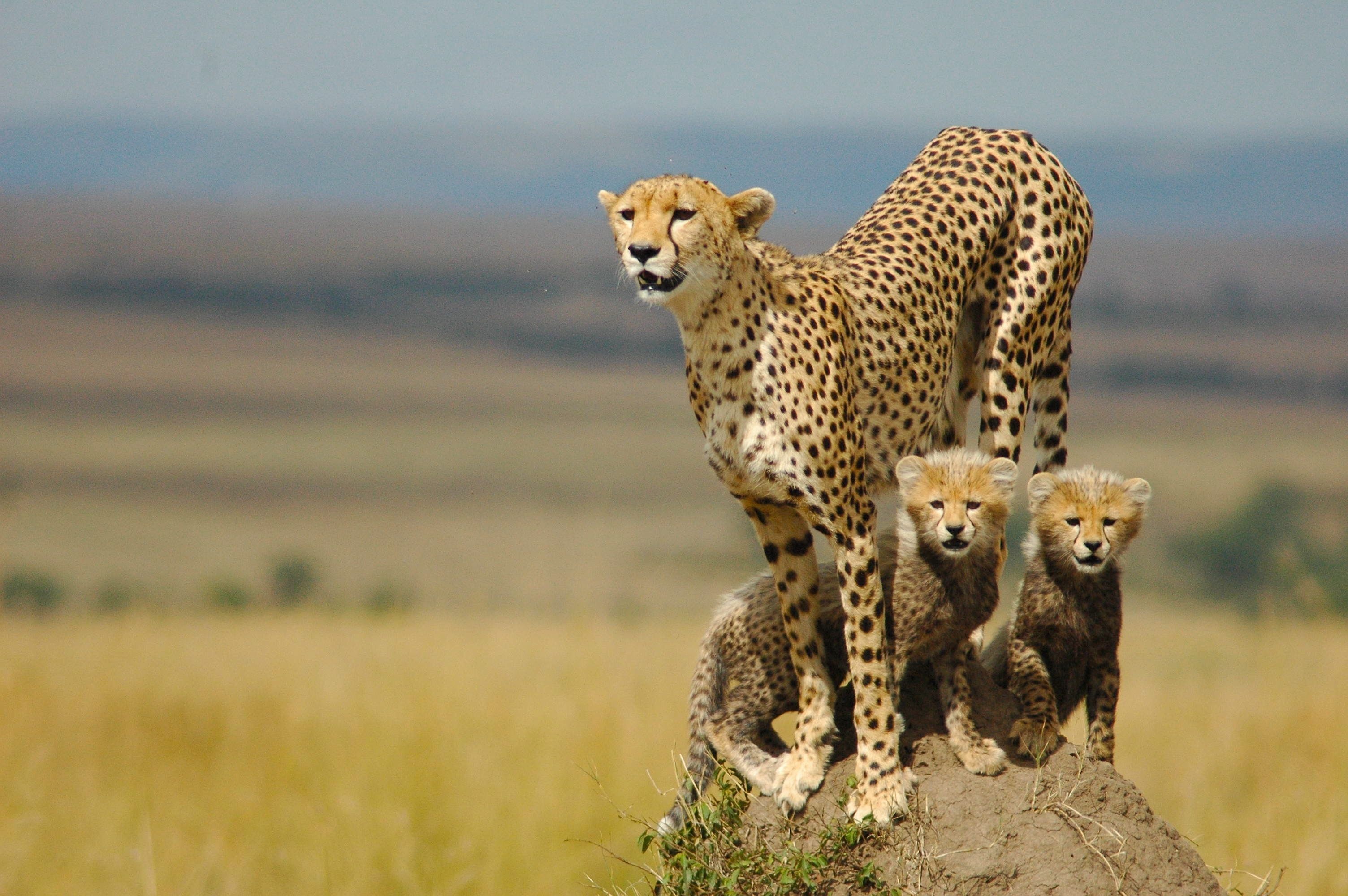 Cheetah, Graceful predator, Fastest land animal, Spotted coat, 3010x2000 HD Desktop