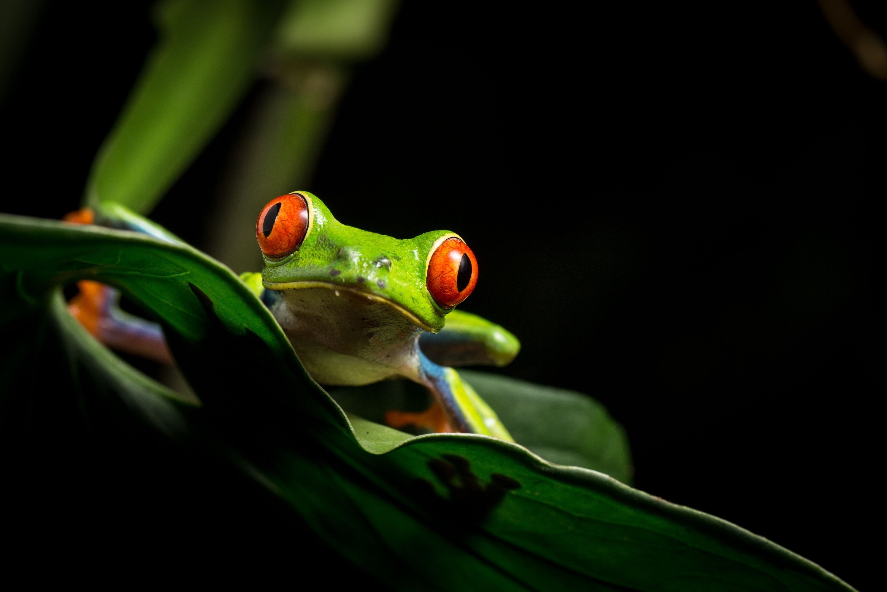 Fascinating wildlife, Vibrant red-eyed frog, Amazing nature, National Geographic, 3080x2060 HD Desktop