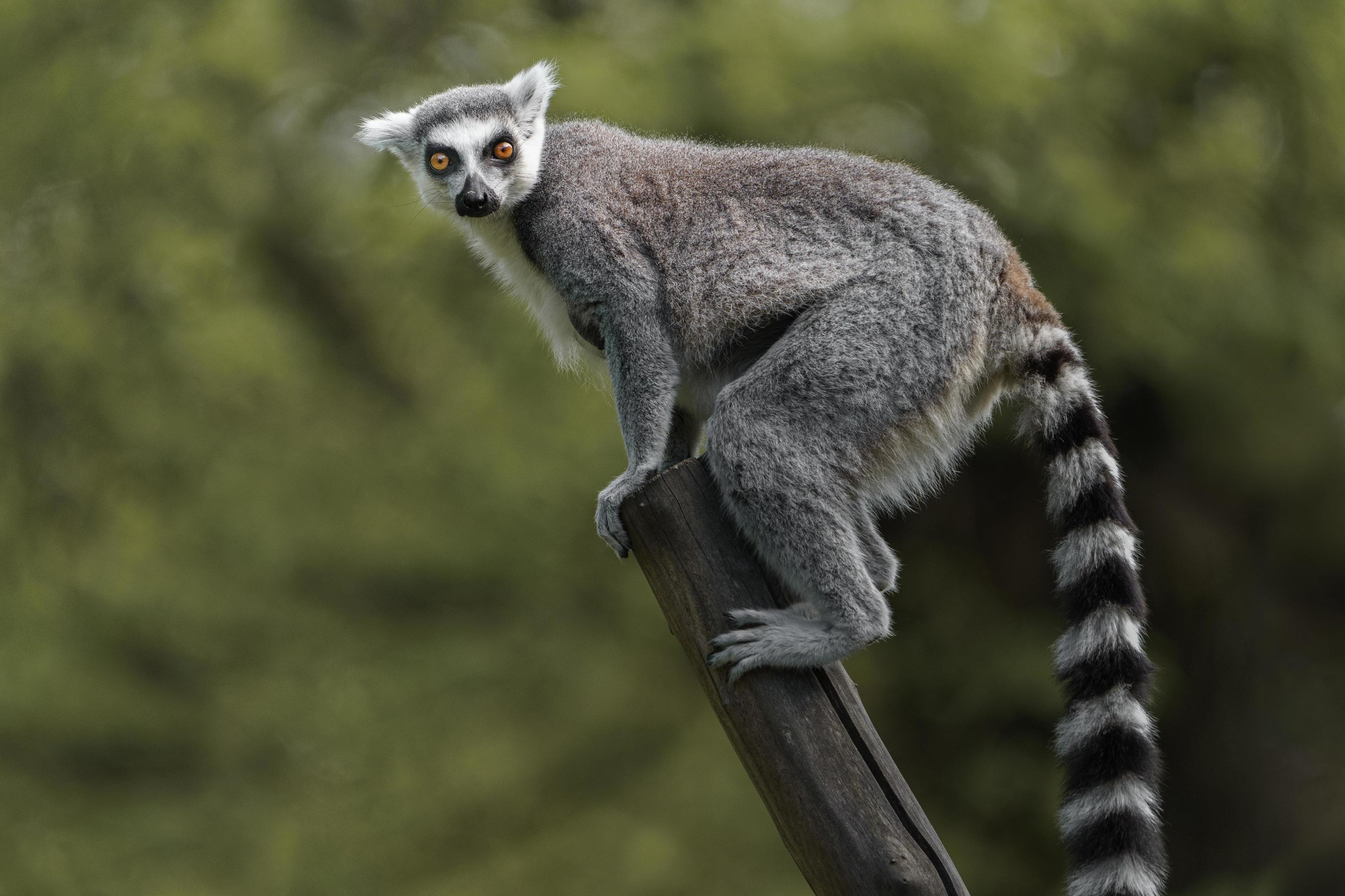 Ring Tailed Lemur, Stock photo, Wildlife photography, Majestic primate, 2940x1960 HD Desktop