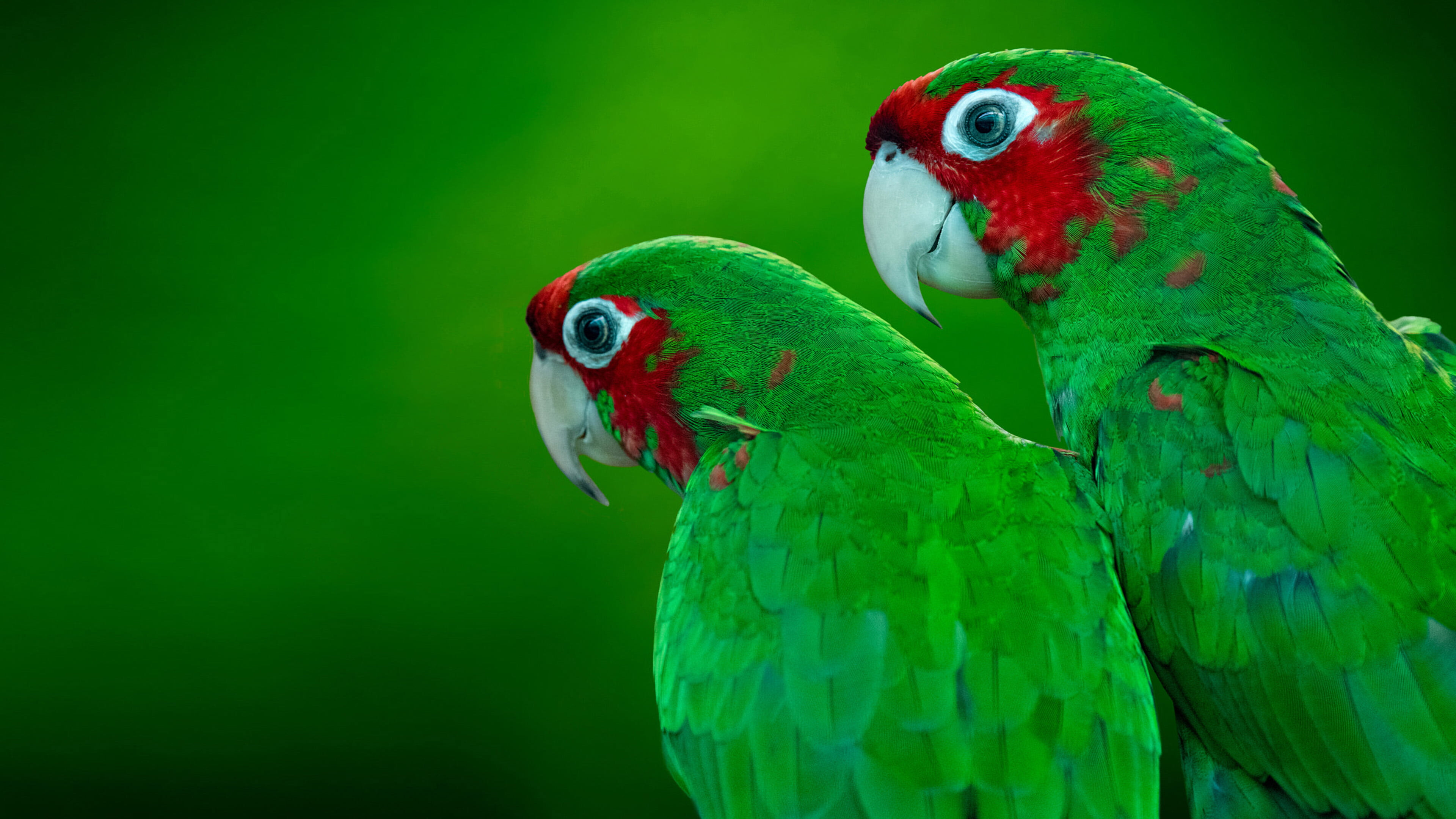 Parrot: The Green Cheeked Amazon Red Headed Parrot, Tropic Birds. 3840x2160 4K Wallpaper.