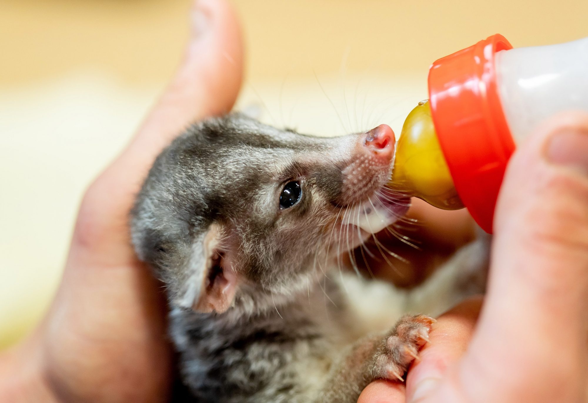 Endangered baby civet, Newquay Zoo, 2000x1370 HD Desktop