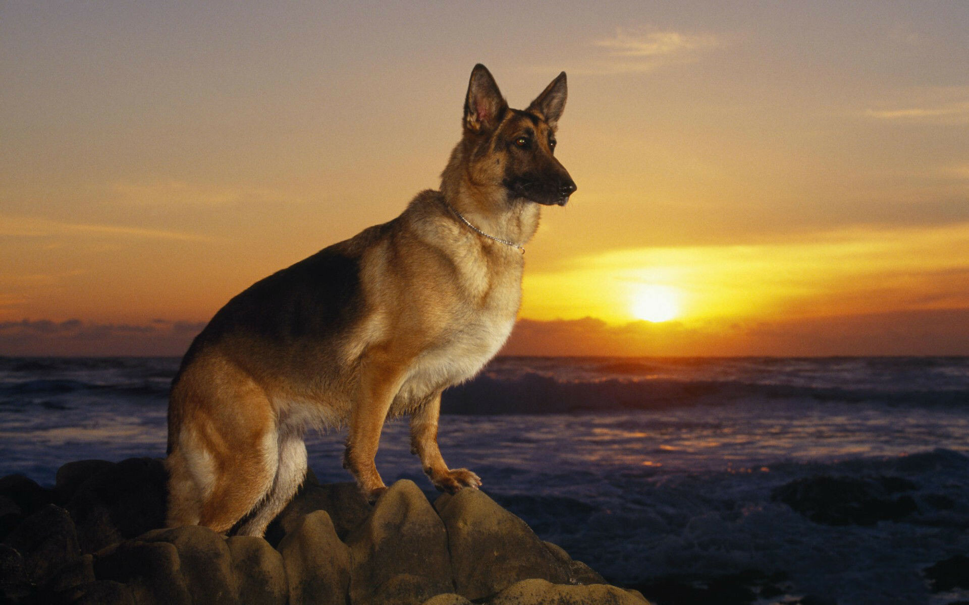 Dog: German Shepherd, Originally bred for herding sheep. 1920x1200 HD Wallpaper.