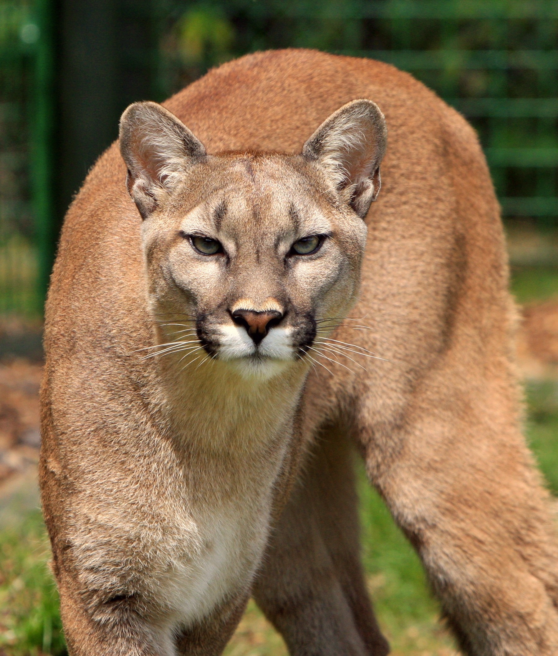 Cougar (Animal), Majestic feline, Free stock photo, Graceful predator, 1800x2120 HD Handy