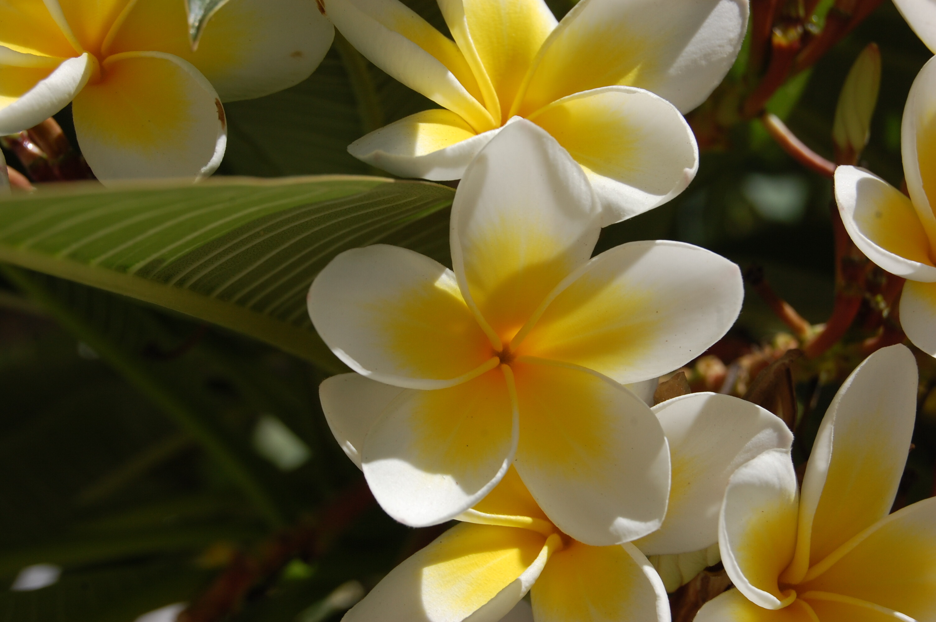 Frangipani Flower: Most species are deciduous shrubs or small trees, Lei flowers. 3010x2000 HD Background.