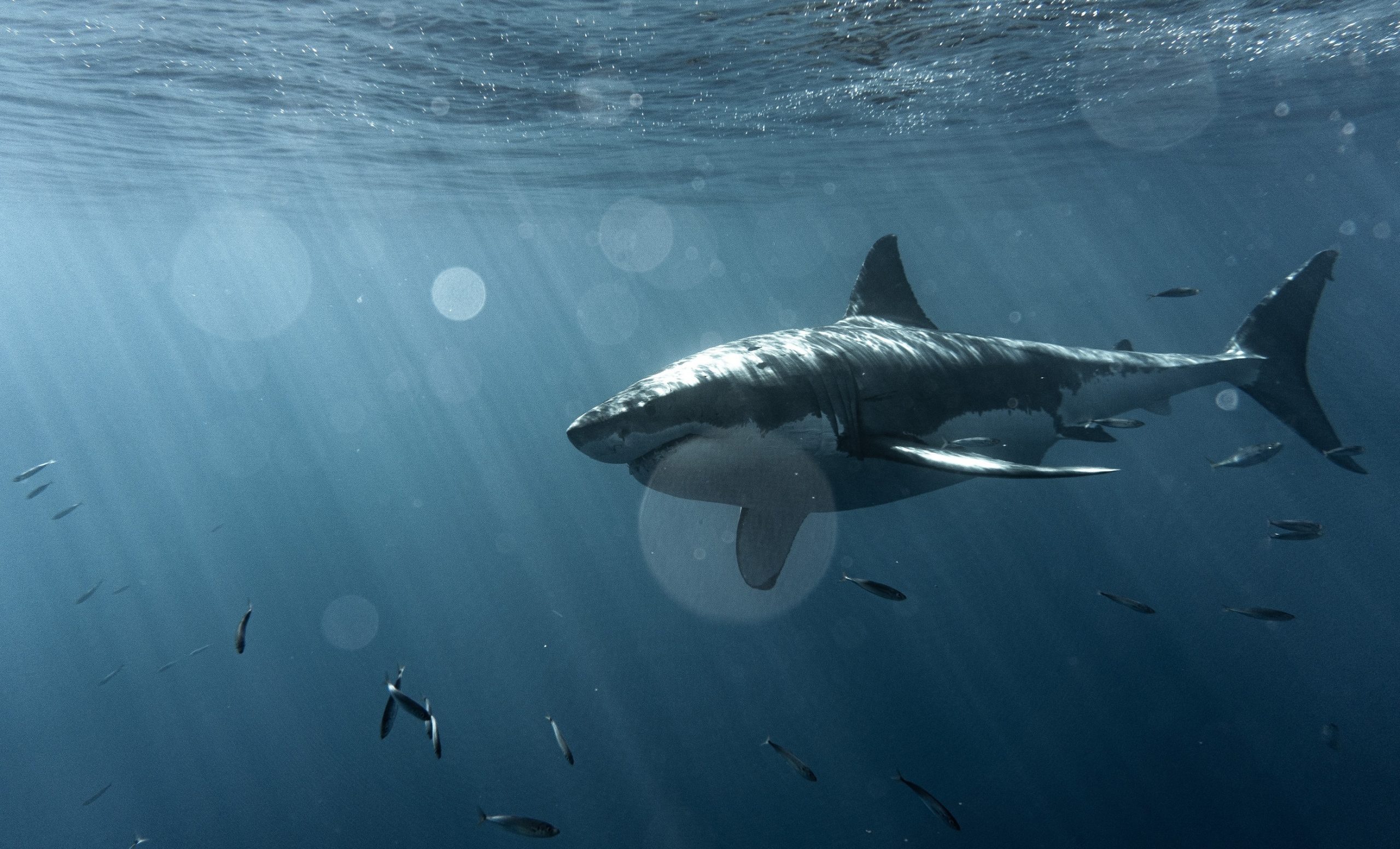 Great White Shark: The only known surviving species of its genus Carcharodon, Dangerous jaws. 2560x1560 HD Wallpaper.