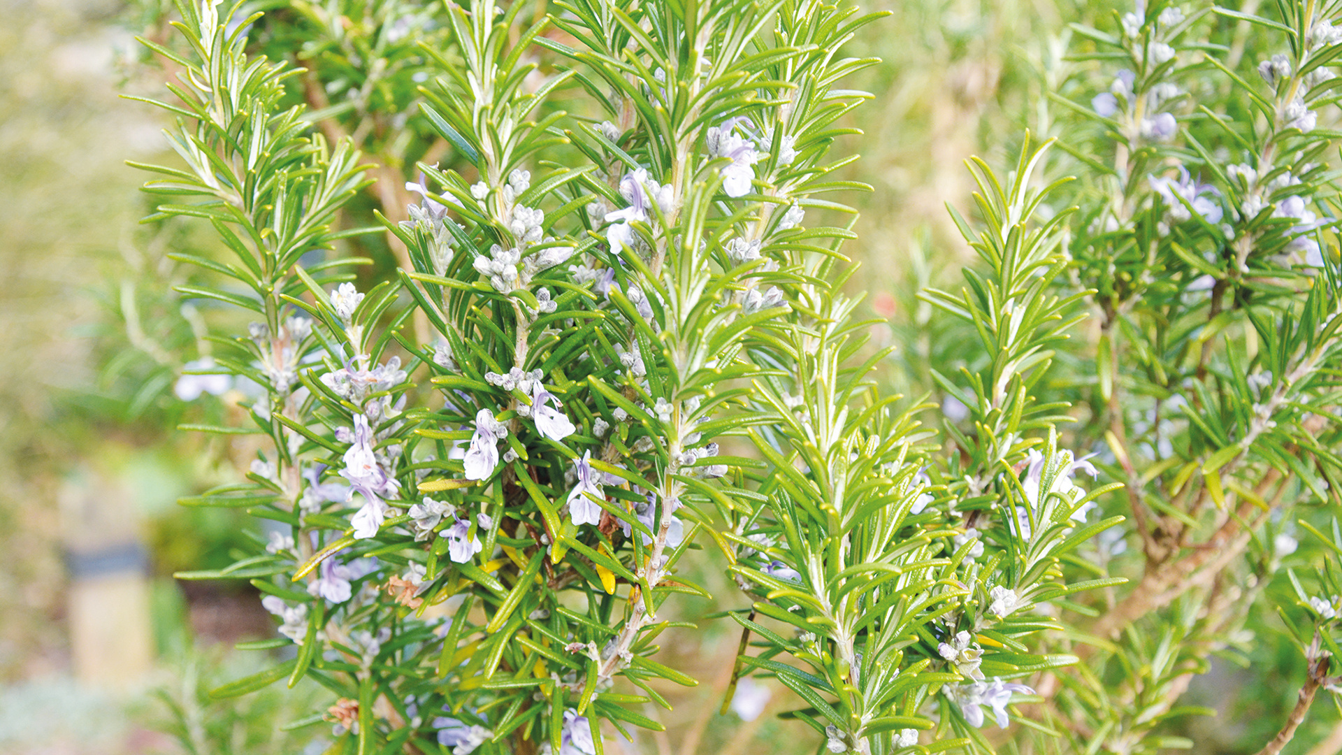 From cuttings, Grow rosemary, Seed country, How to, 1920x1080 Full HD Desktop