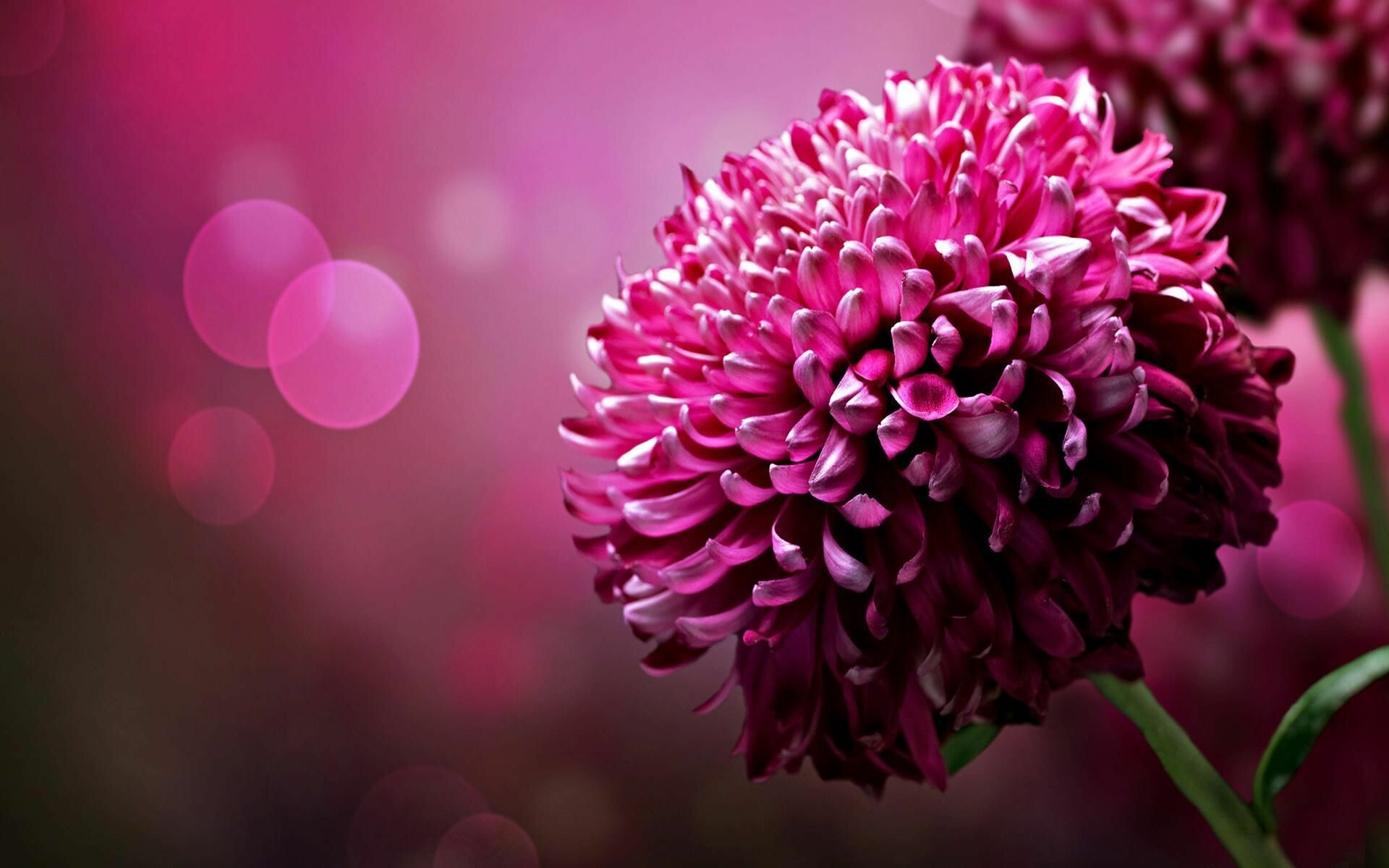 Chrysanthemum: Most mum plants are easy to grow with their basic needs being full sun, rich soil, good drainage, and good air circulation. 1920x1200 HD Background.