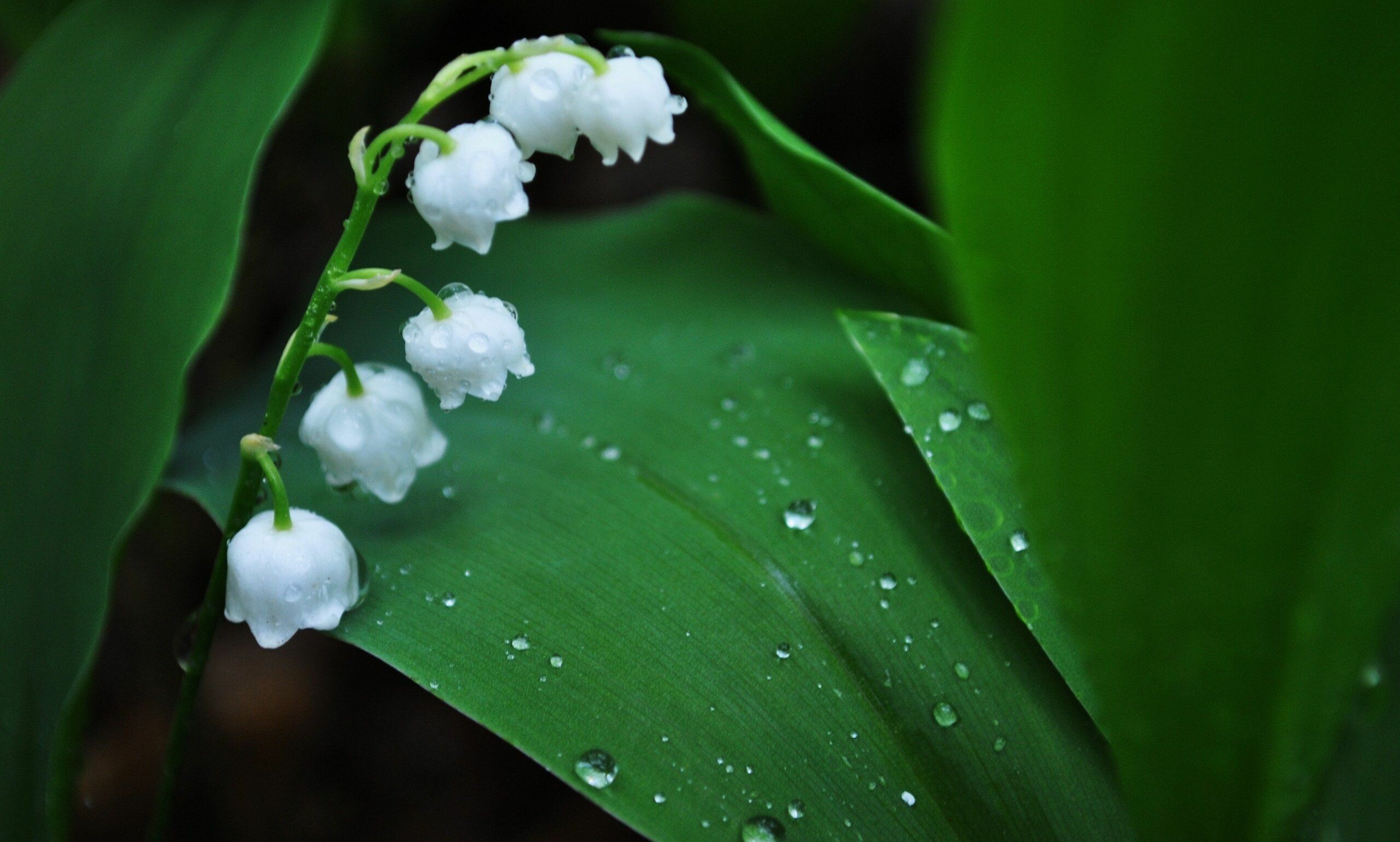 Lily of the Valley: Blooms are bell-shaped and appear as a cluster on one side of a leafless stalk and last for about three weeks. 2560x1540 HD Wallpaper.