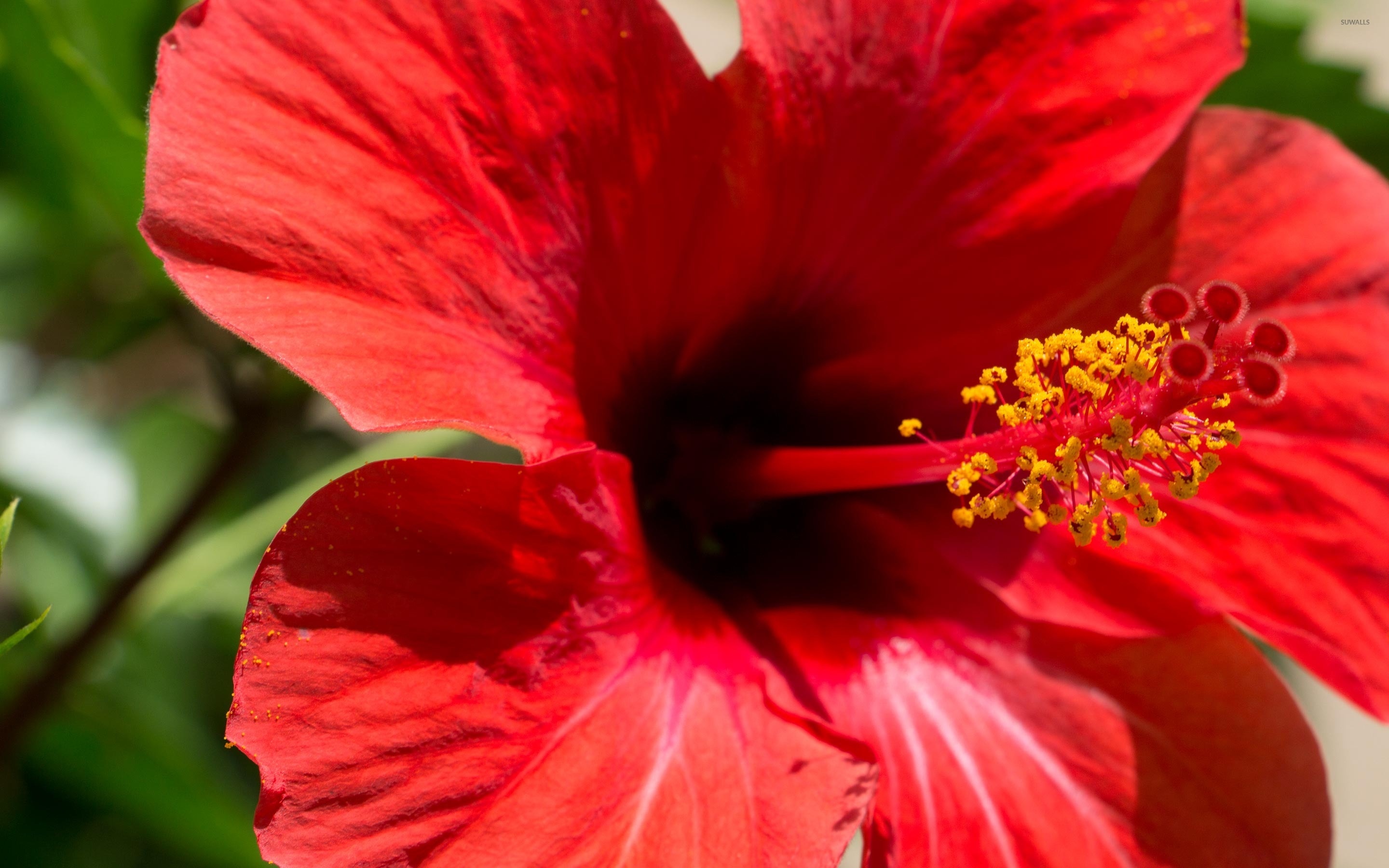 Red hibiscus blossom, Close-up beauty, Stunning floral wallpaper, Nature's charm, 2880x1800 HD Desktop