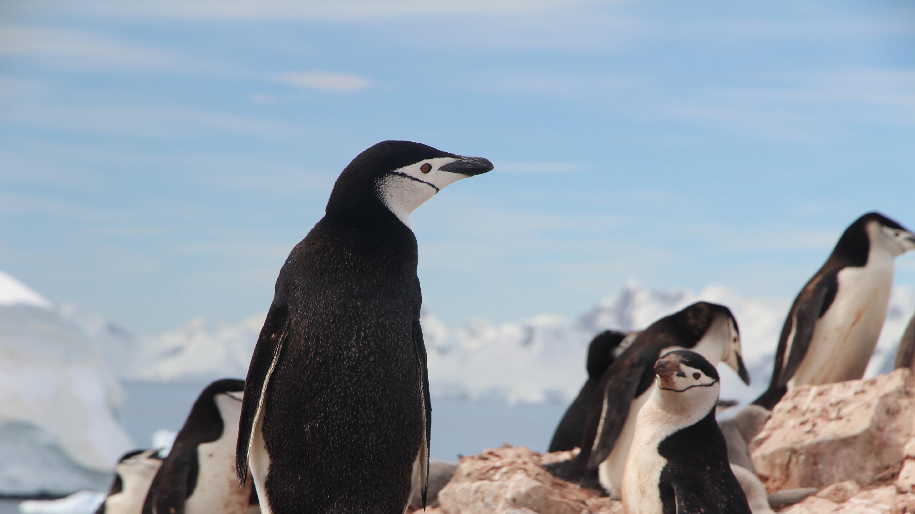 Antarctica Travels, Penguin paradise, Stunning photography, Desktop wallpaper, 3840x2160 4K Desktop