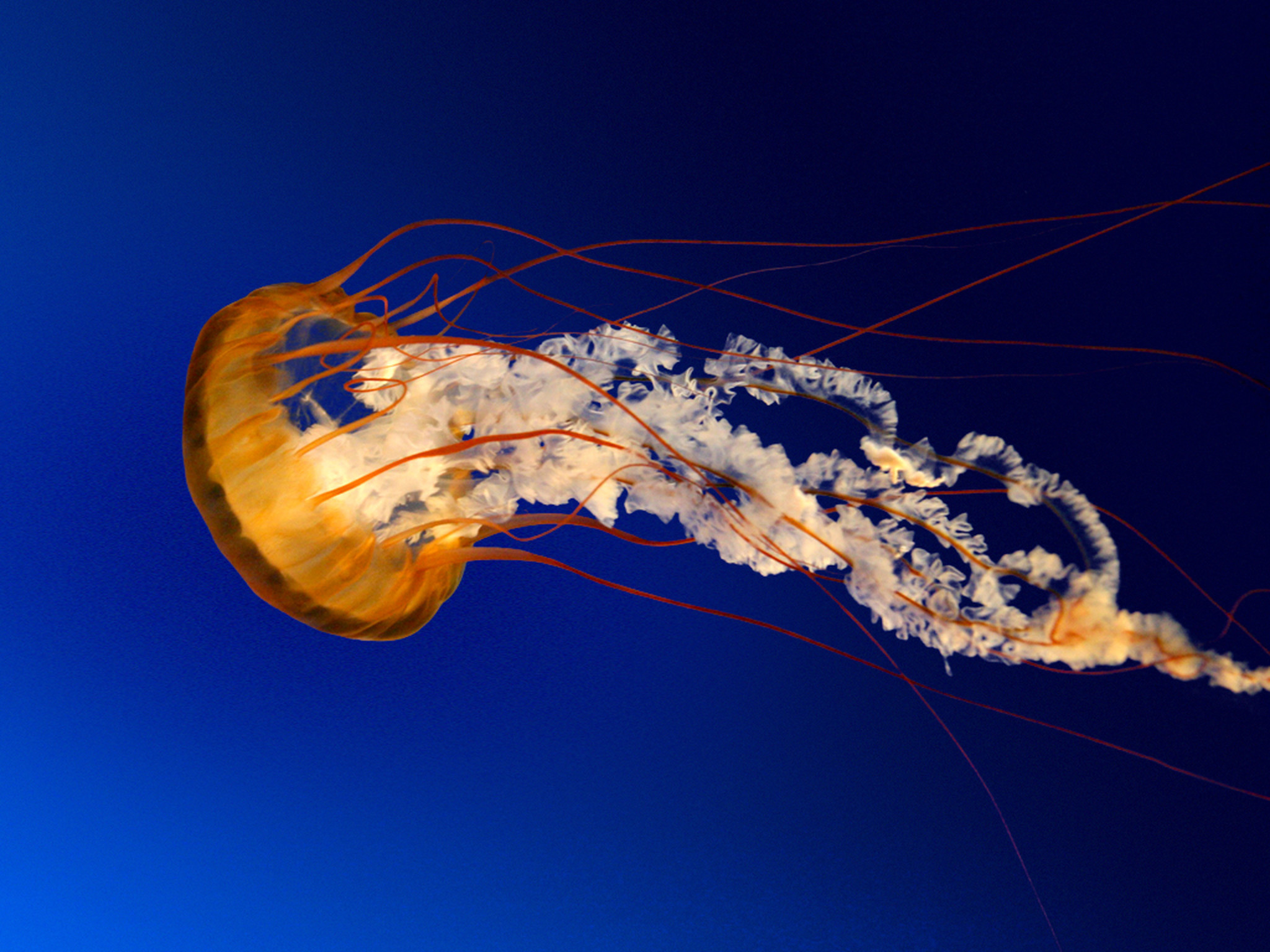 Mesmerizing jellyfish, Graceful sea creatures, Tranquil underwater beauty, Fascinating marine life, 2050x1540 HD Desktop