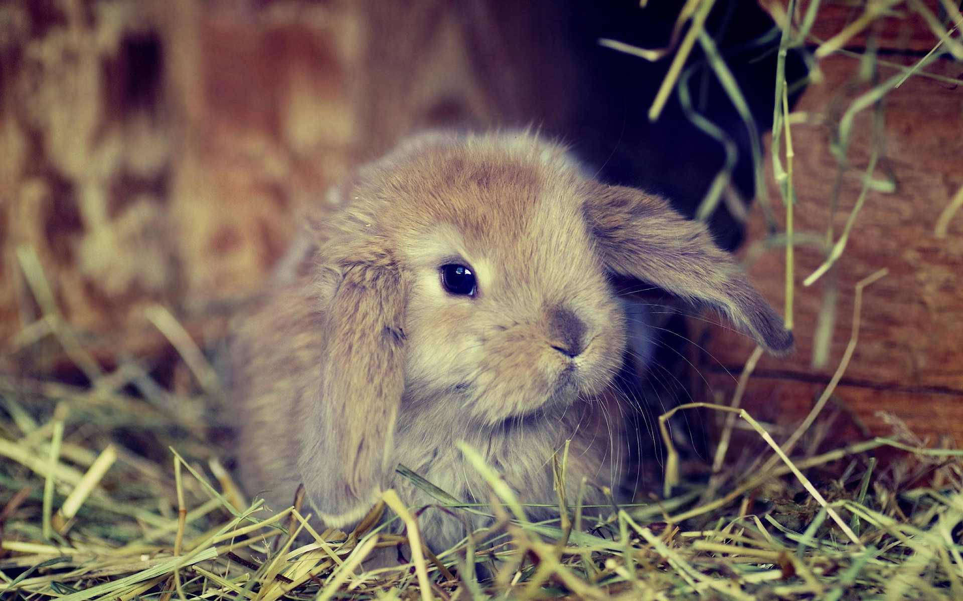 Bunny: Holland Lop, One of the most popular rabbit breeds in the United States. 1920x1200 HD Wallpaper.
