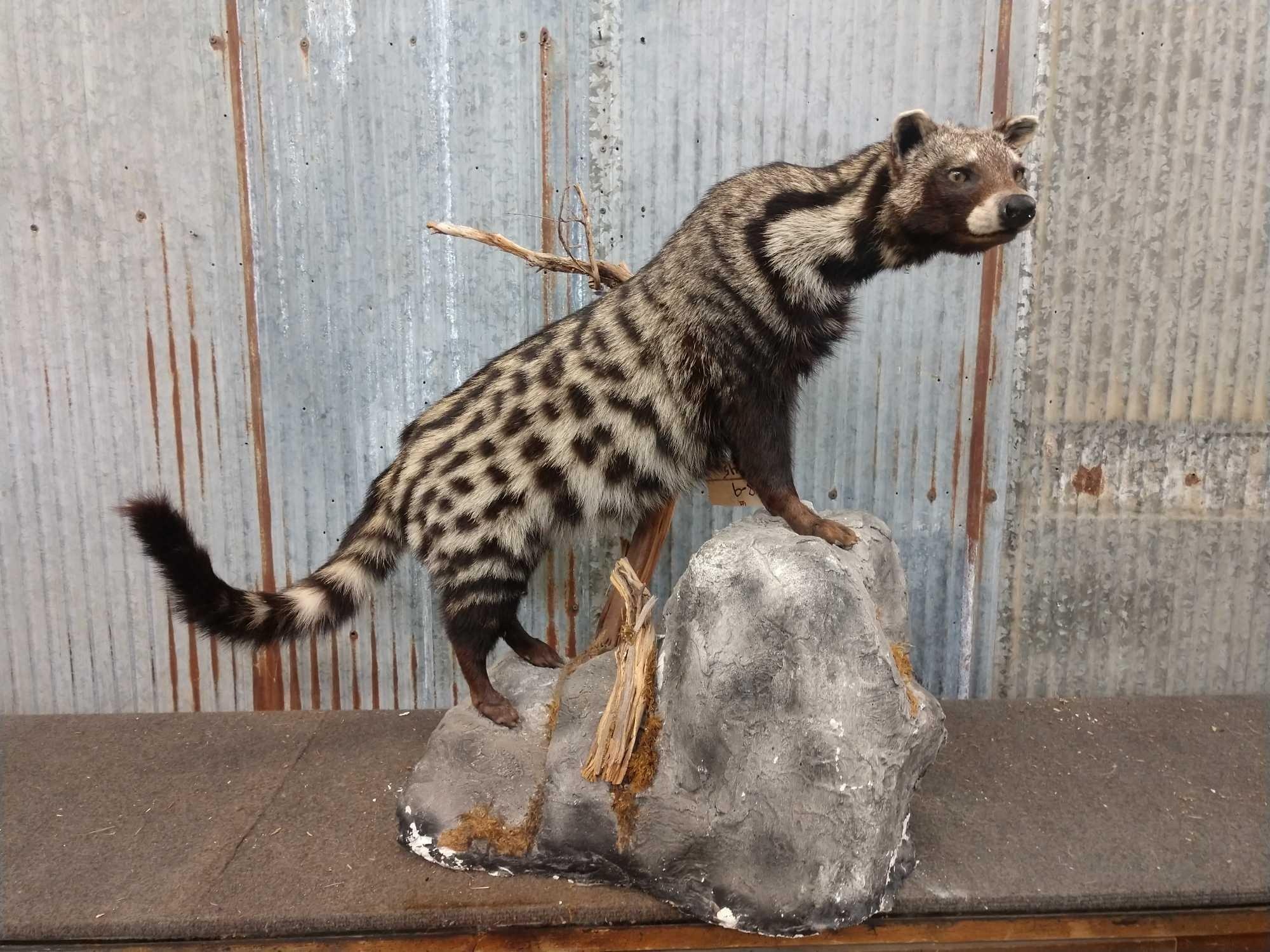 Taxidermy mount, African civet cat, 2000x1500 HD Desktop