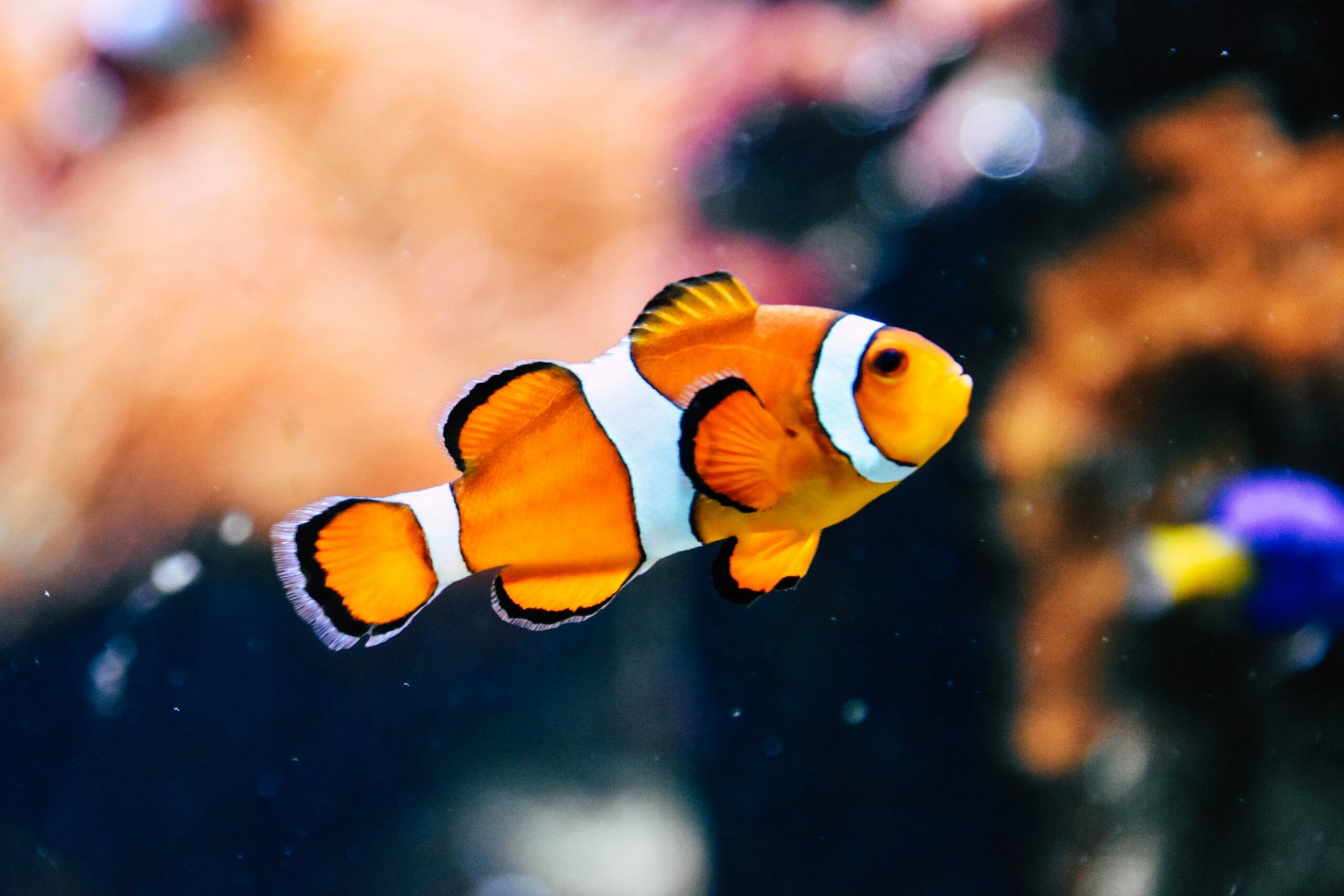 Fish: Ocellaris clownfish, belonging to the family Pomacentridae. 2560x1710 HD Background.