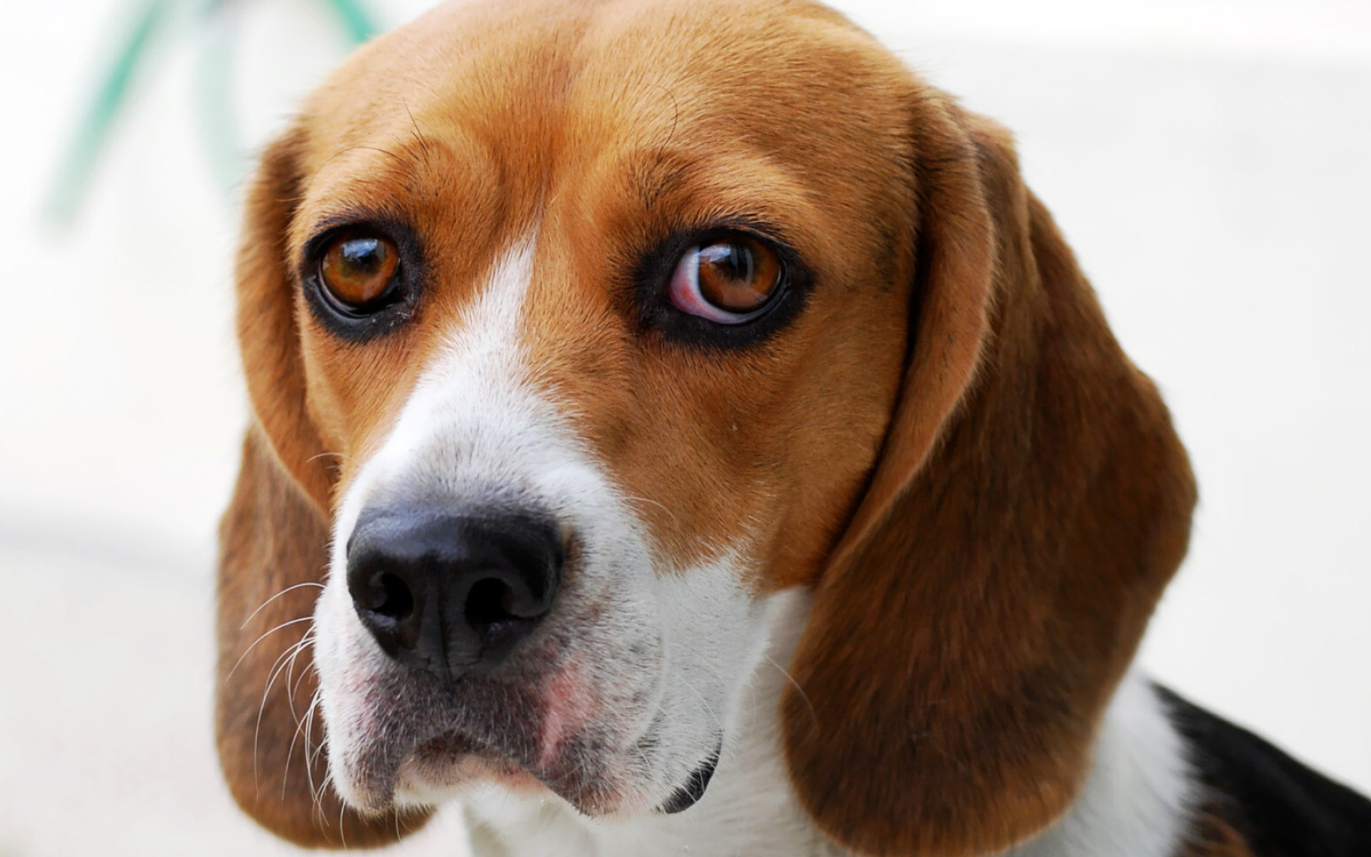 Beagle: The breed used in pet therapy, visiting the sick and elderly in hospital. 1920x1200 HD Wallpaper.