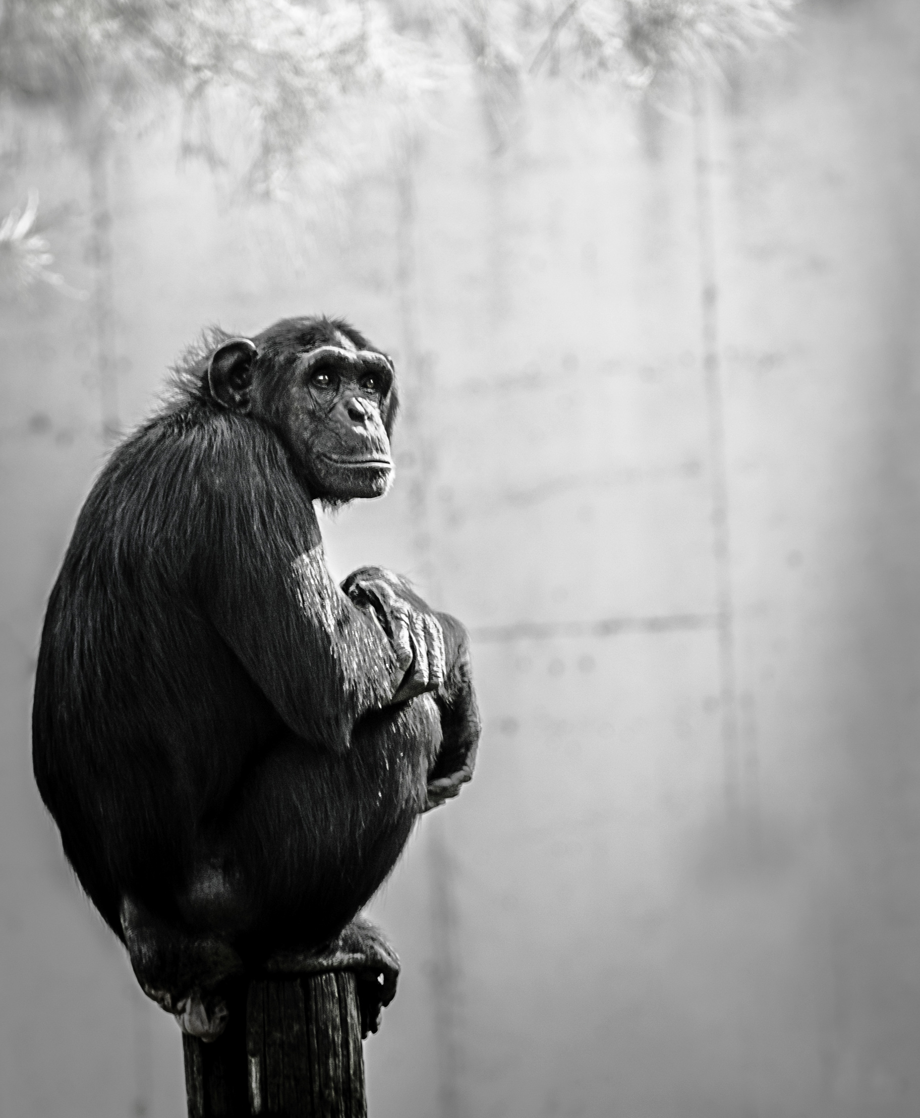 Chimpanzee, Sitting on wood, Calm and composed, Serene photo, 1830x2220 HD Handy