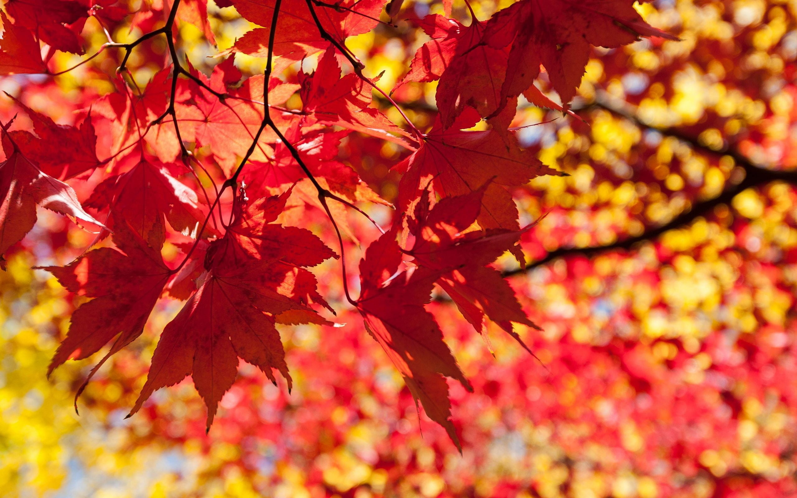 Maple tree, Photography, Focusing on leaves, Depth of field, 2560x1600 HD Desktop