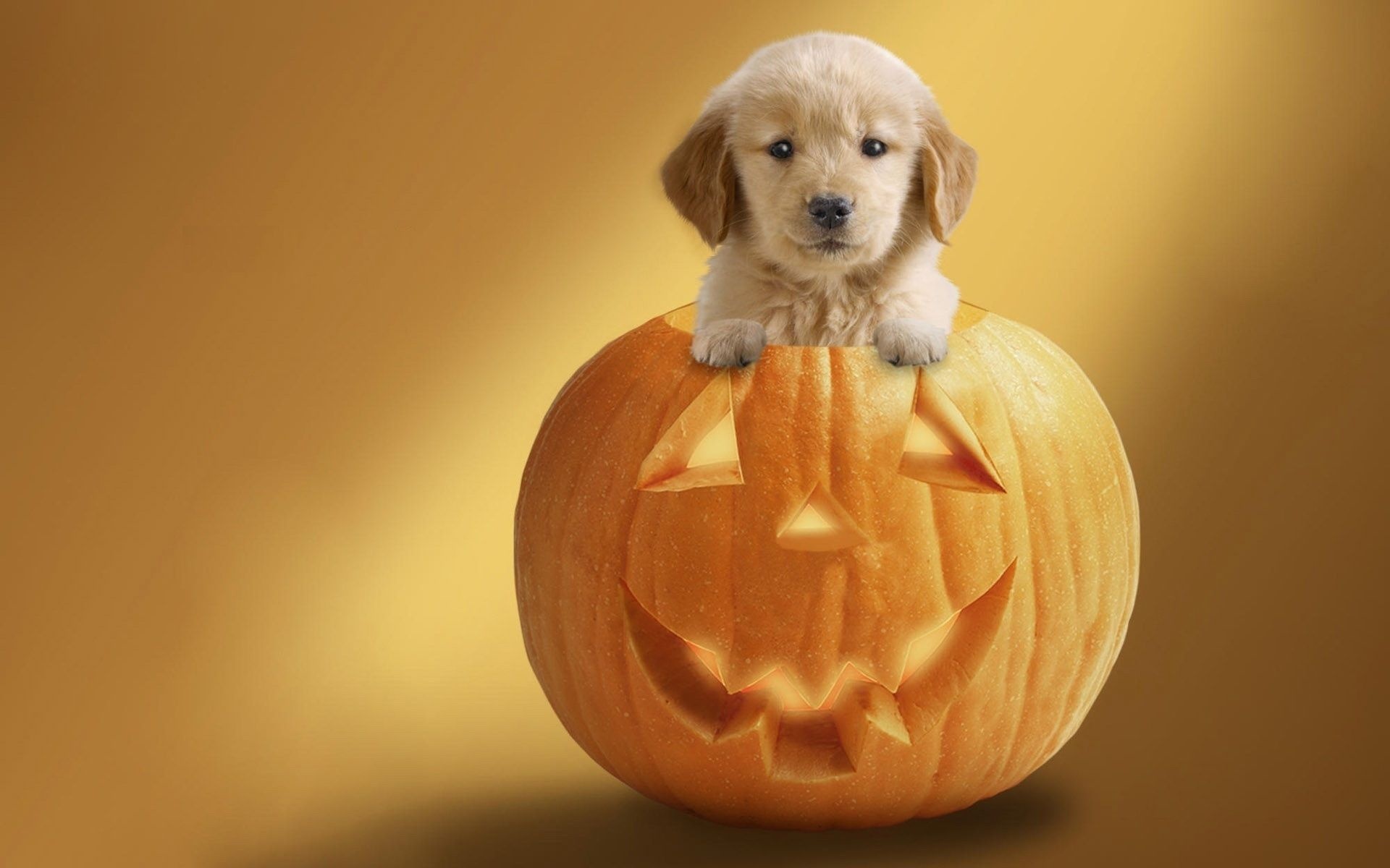 Halloween Pets, Spooky festivities, Costumed puppies, Halloween safety, 1920x1200 HD Desktop