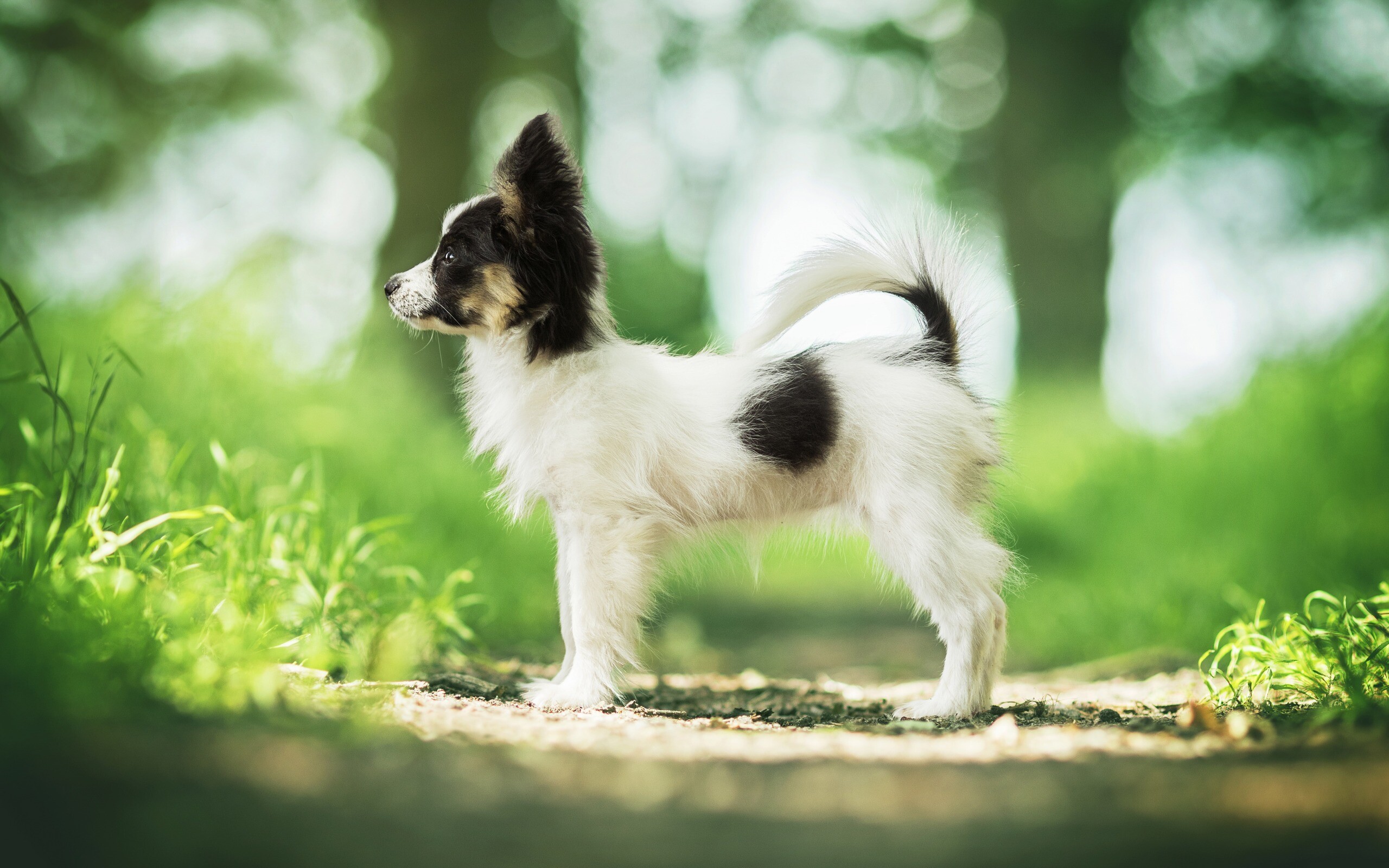 Papillon Dog: Small puppy, Continental toy spaniel, Forest, Pets, Cute animals. 2560x1600 HD Background.
