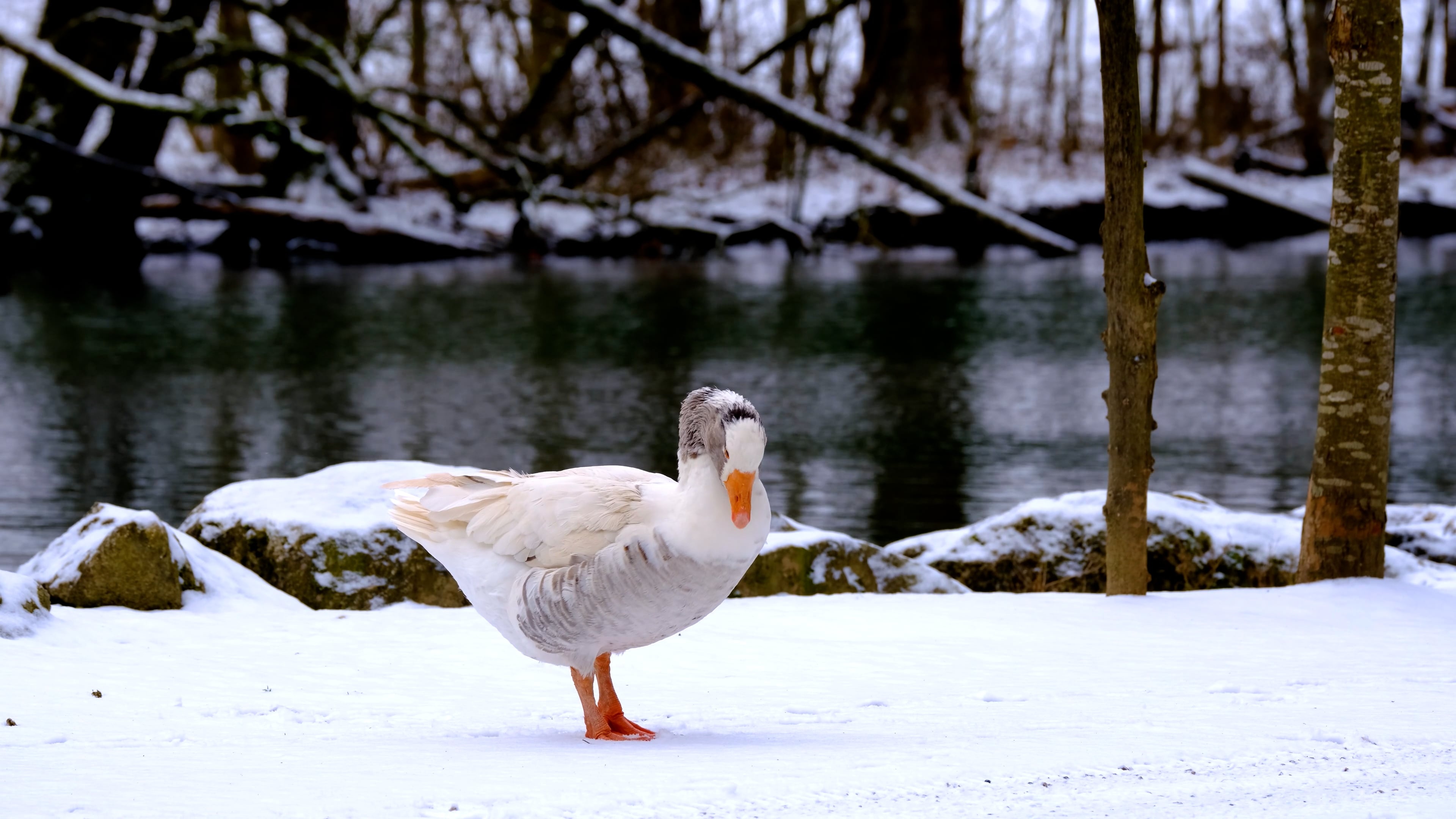 Snowy river scene, Goose in the snow, Free stock video, Tranquil landscape, 3840x2160 4K Desktop