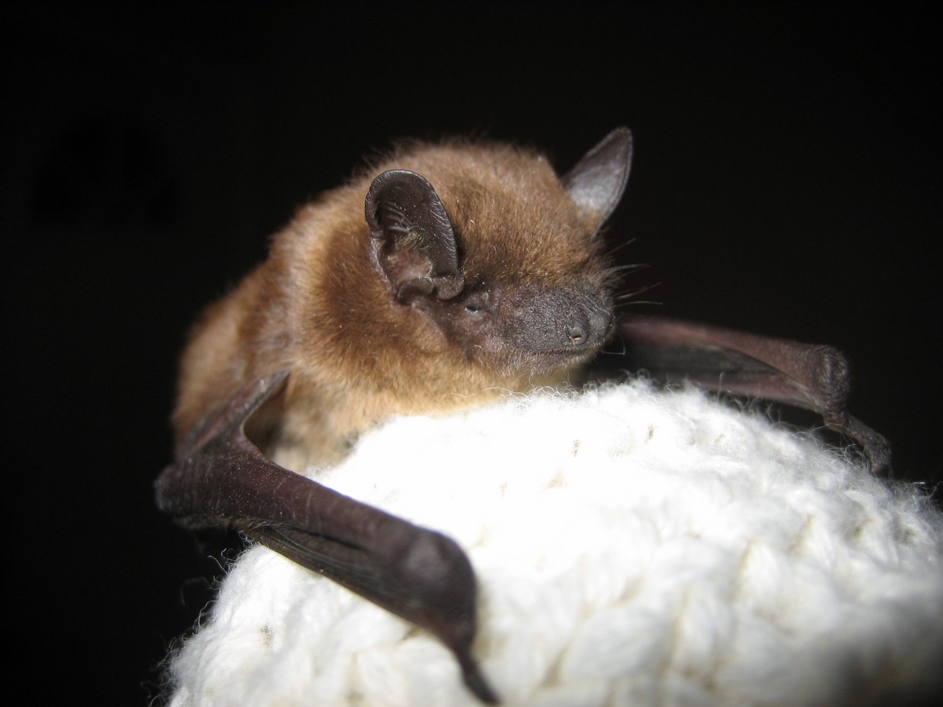 Bat track, Conservation efforts, Support for bats, Help wildtrack, 1920x1440 HD Desktop