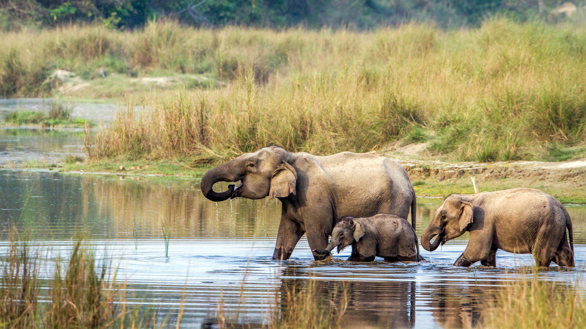 Chitwan National Park, Jungle safari, Day tours, 1920x1080 Full HD Desktop