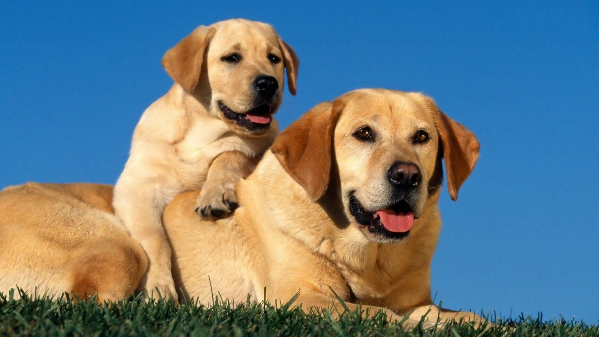 Labrador Retriever: Developed in the United Kingdom from fishing dogs. 1920x1080 Full HD Wallpaper.