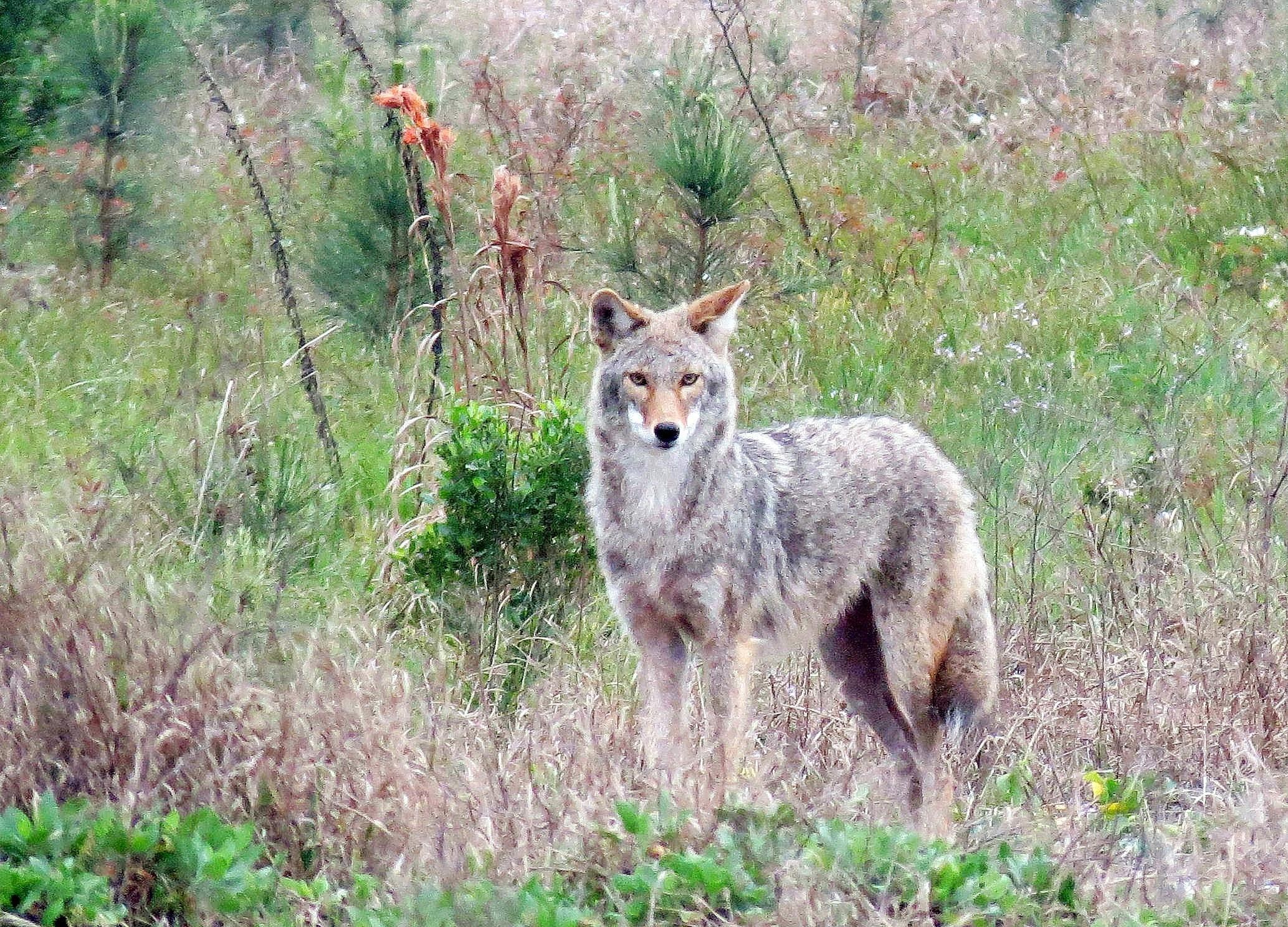 Wily coyotes, Westlake area, Urban wildlife, Nature's adaptability, 2070x1490 HD Desktop