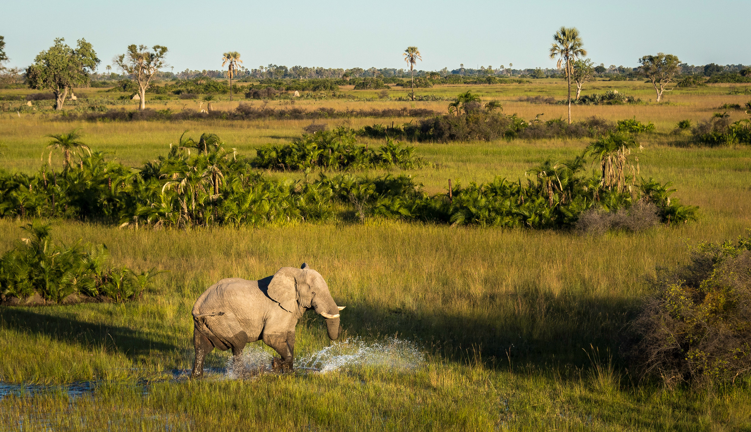 Safari-Abenteuer im Okavango-Delta, 2500x1440 HD Desktop