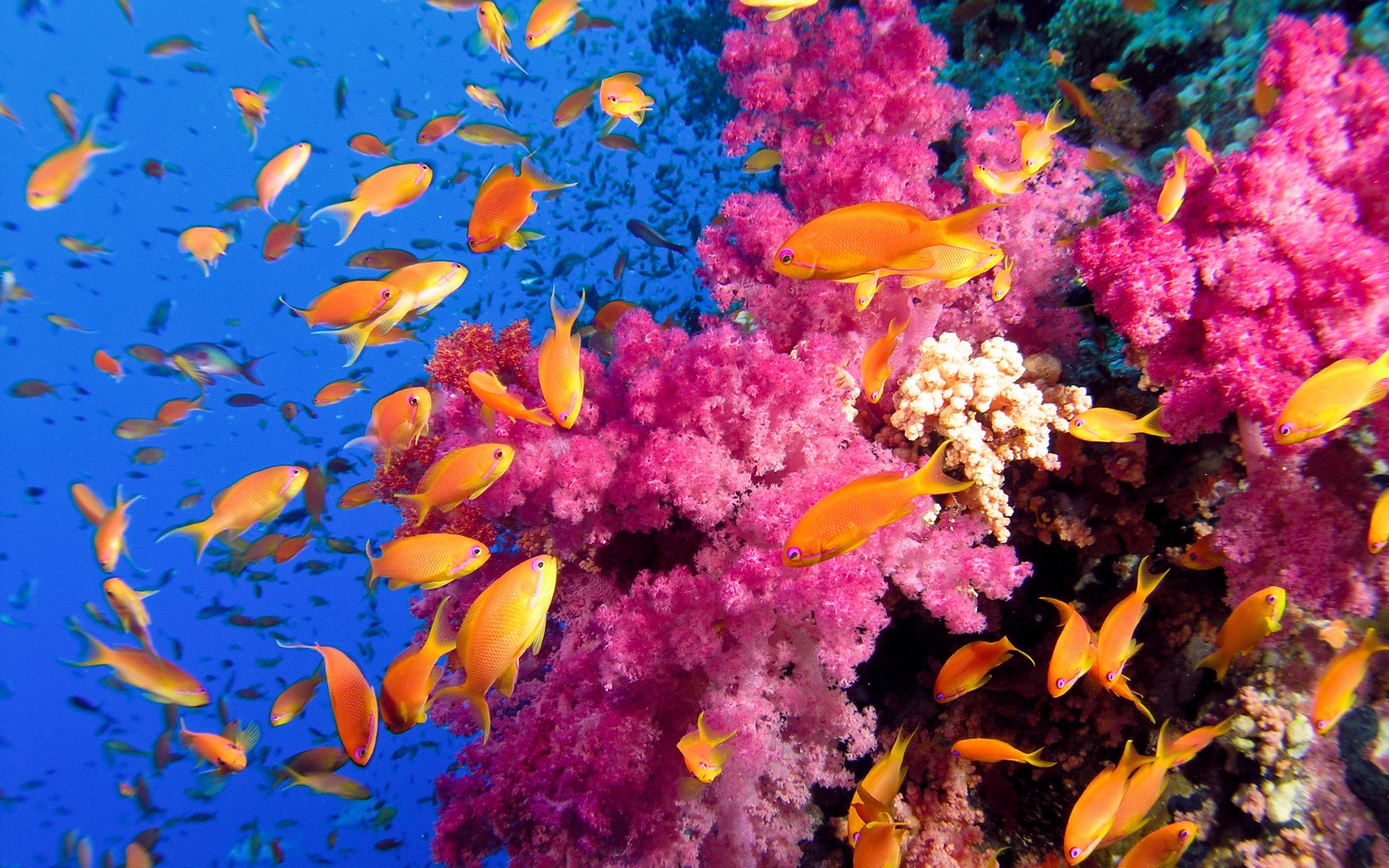 Coral reef wallpaper, Underwater paradise, Vibrant corals, Marine ecosystem, 2560x1600 HD Desktop