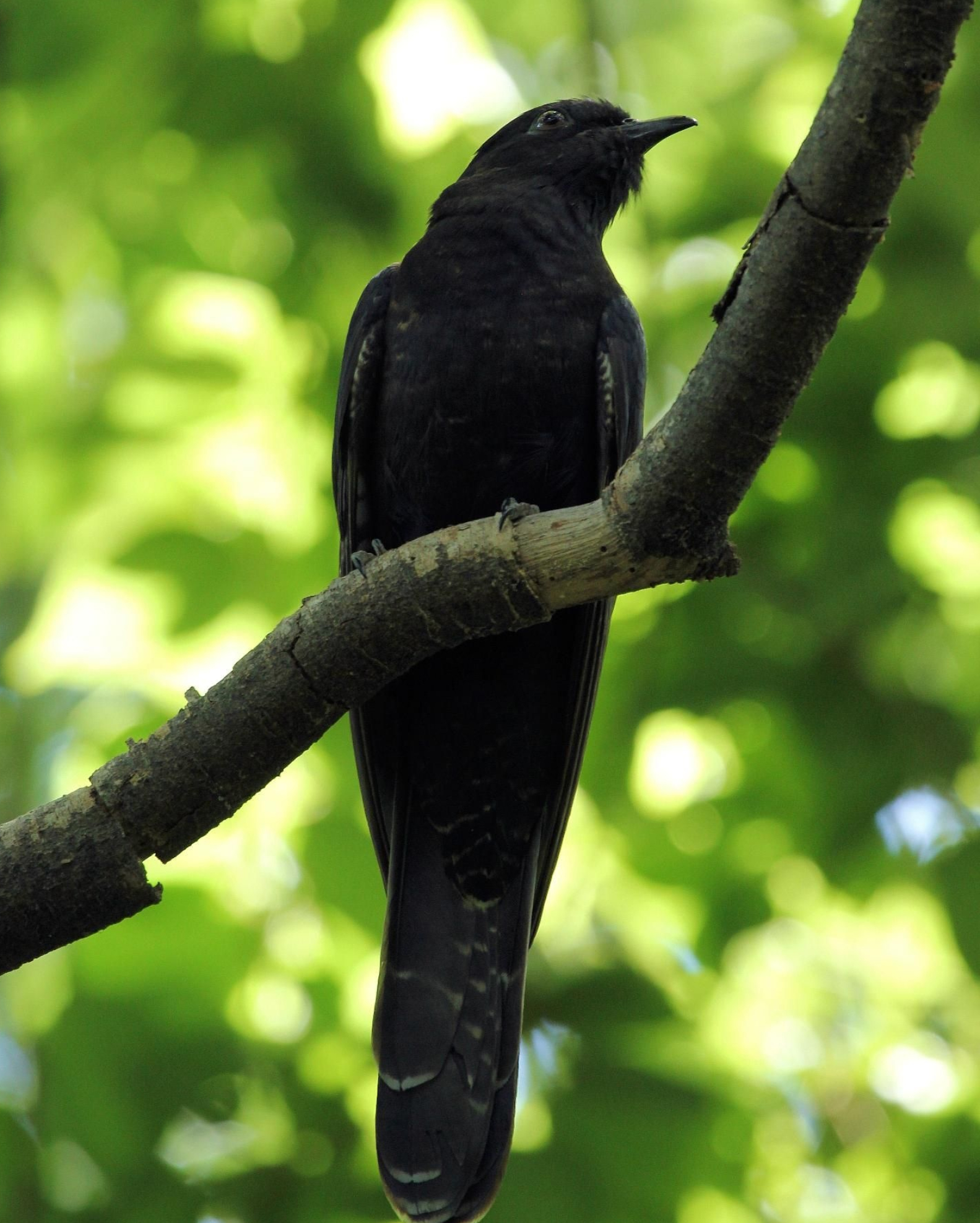 Black cuckoo, African beauty, Enigmatic bird, Nature's monochrome marvel, 1590x1980 HD Handy