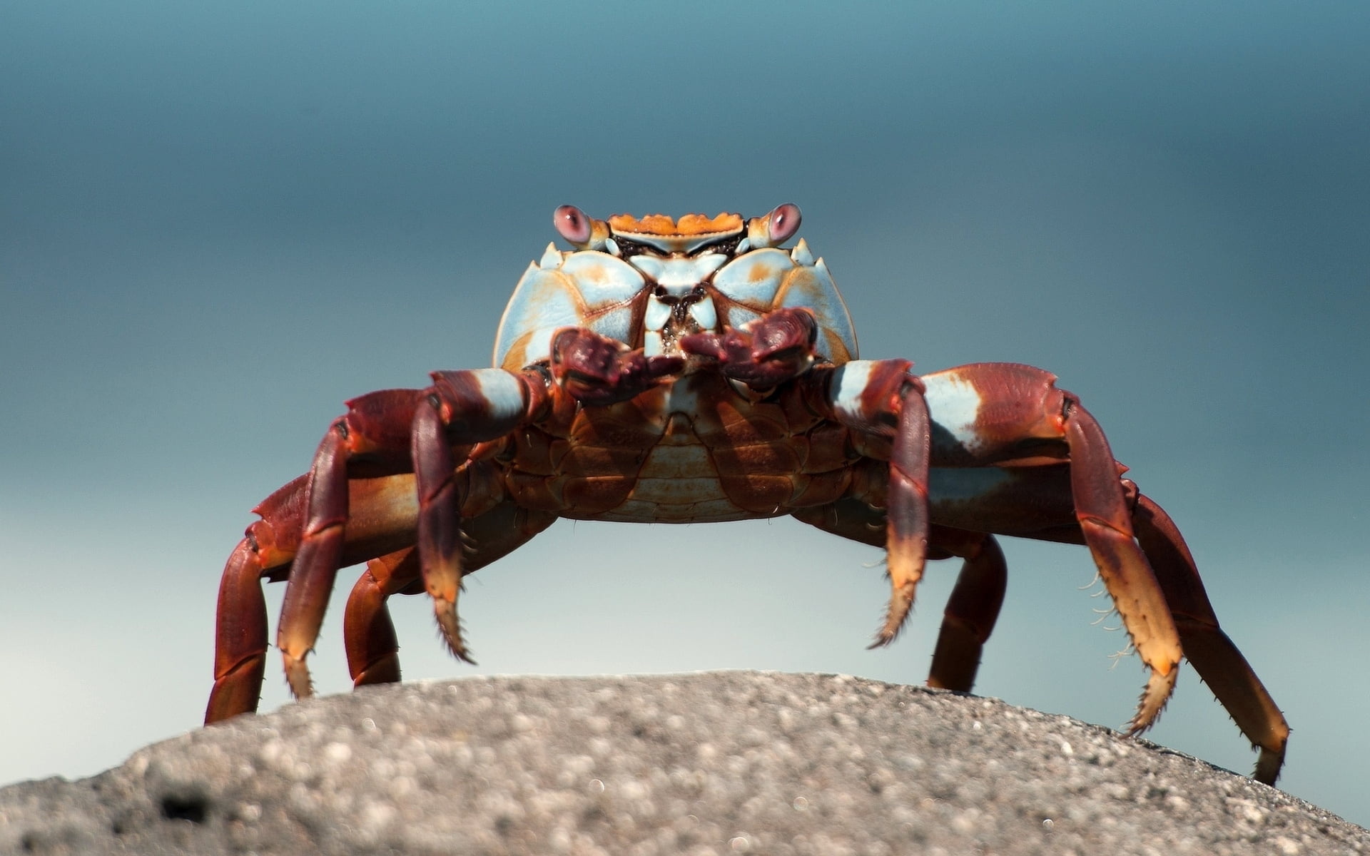 Crab: Male and female can be distinguished by looking at their abdomens. 1920x1200 HD Wallpaper.