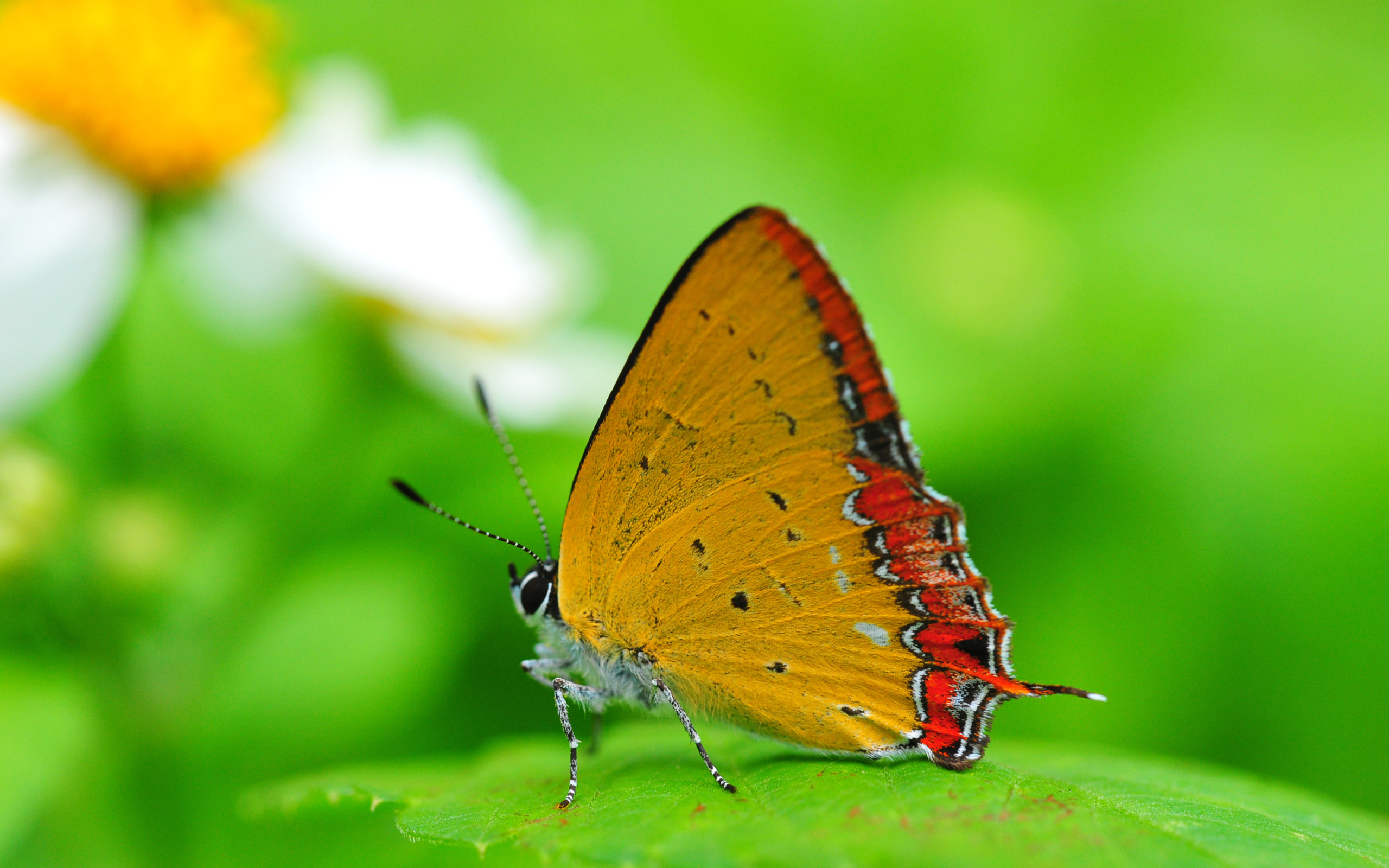 Insect, Photo picture, Green butterfly wings, Background, 2560x1600 HD Desktop