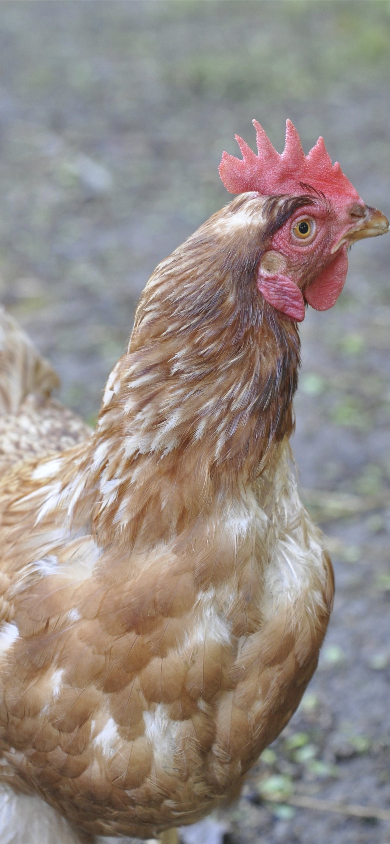 Hen (Animals), Hen iPhone wallpapers, Wallpaper for mobile, Chicken pictures, 1290x2780 HD Phone