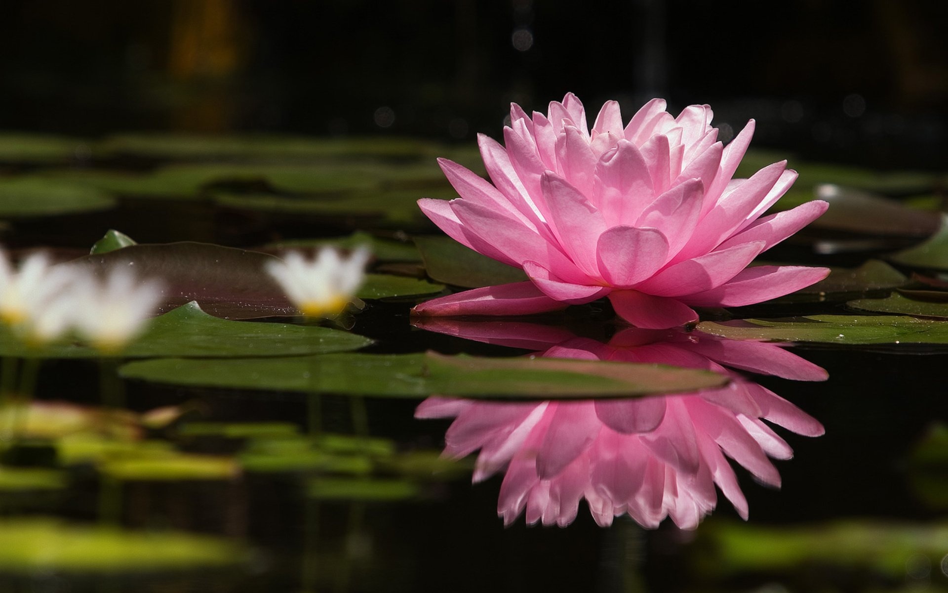 Water Lily, Floral wallpapers, Nature photography, HD quality, 1920x1200 HD Desktop