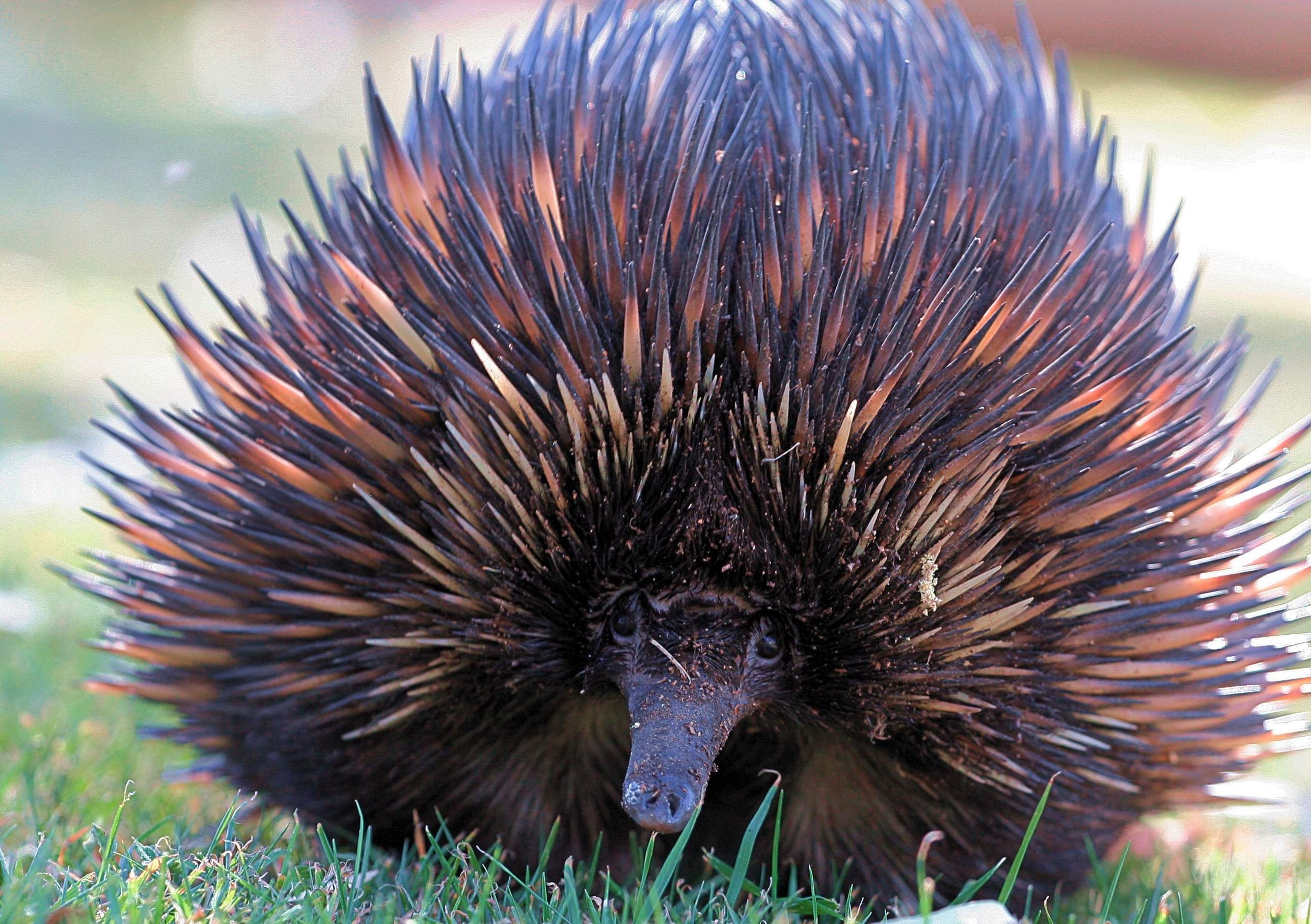 Enigmatic echidna, Puzzling monotreme, Intriguing features, Fonwall picture, 2580x1820 HD Desktop