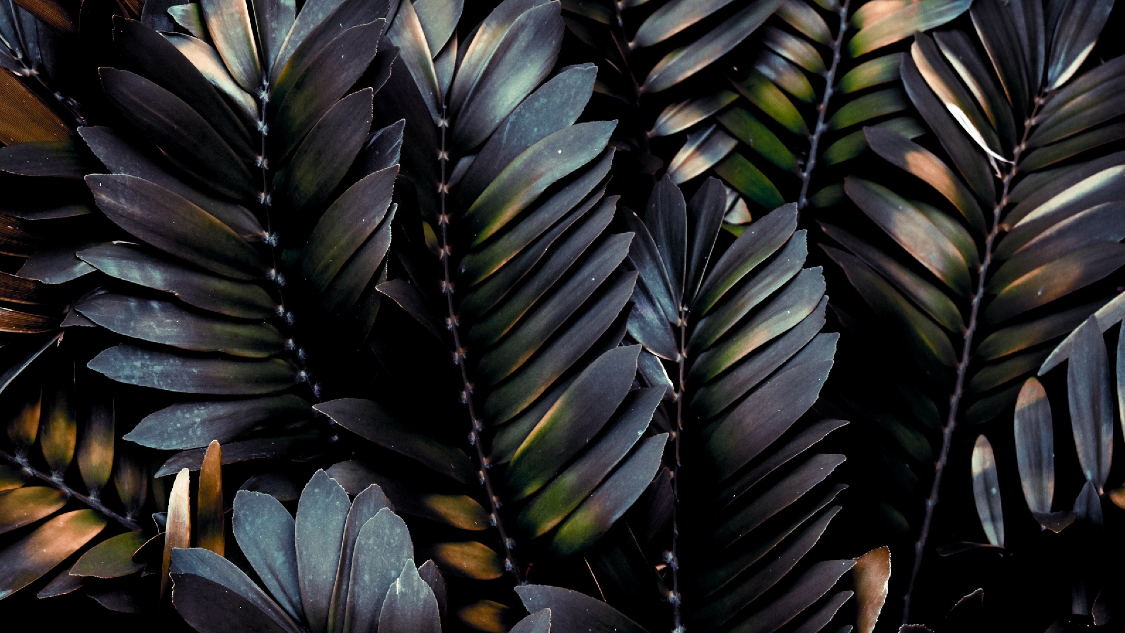 Leaves: Palm tree, Beautiful tropical foliage. 3840x2160 4K Background.