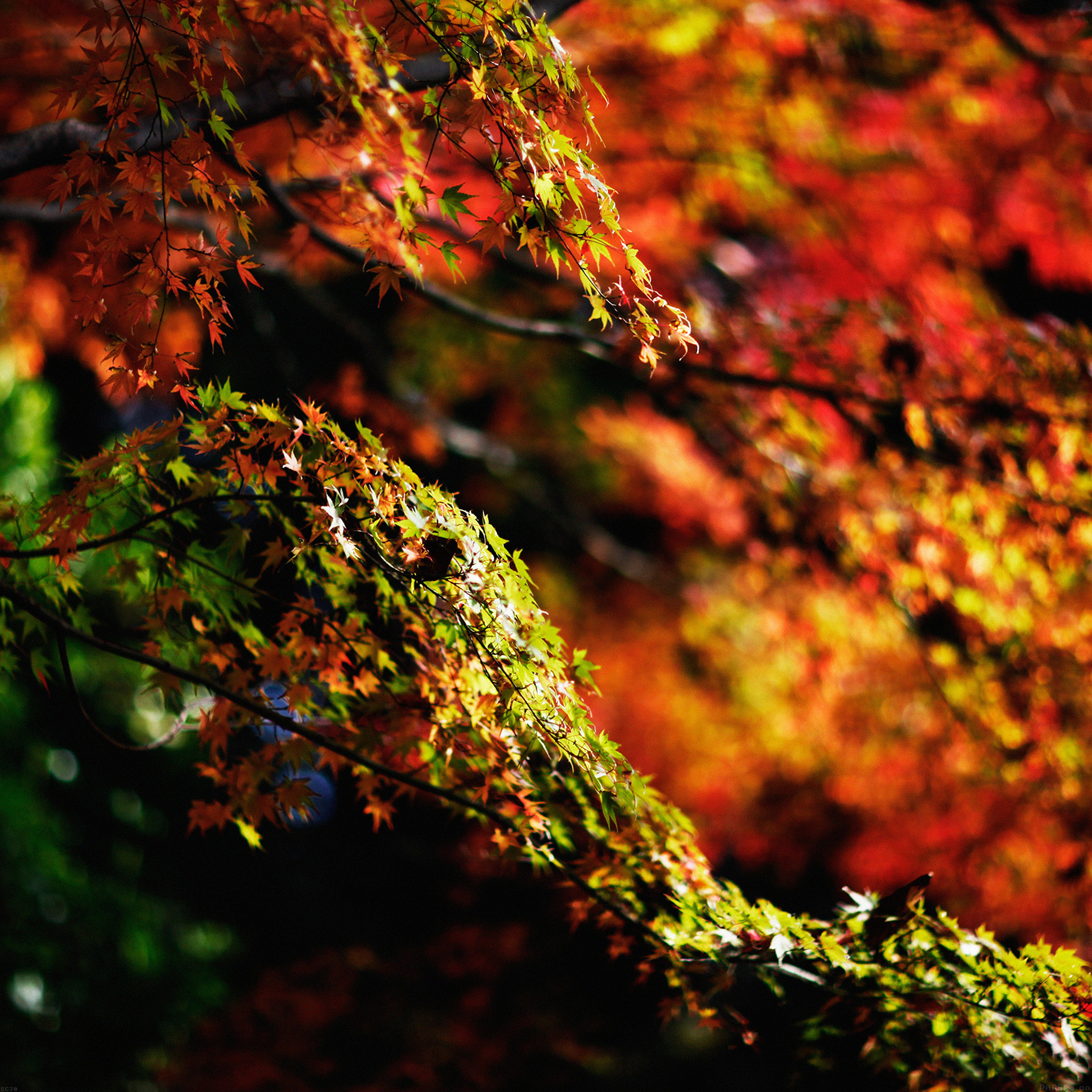 Japanese maple tree, Fall nature, Japanese maple tree, Fall, 2050x2050 HD Phone