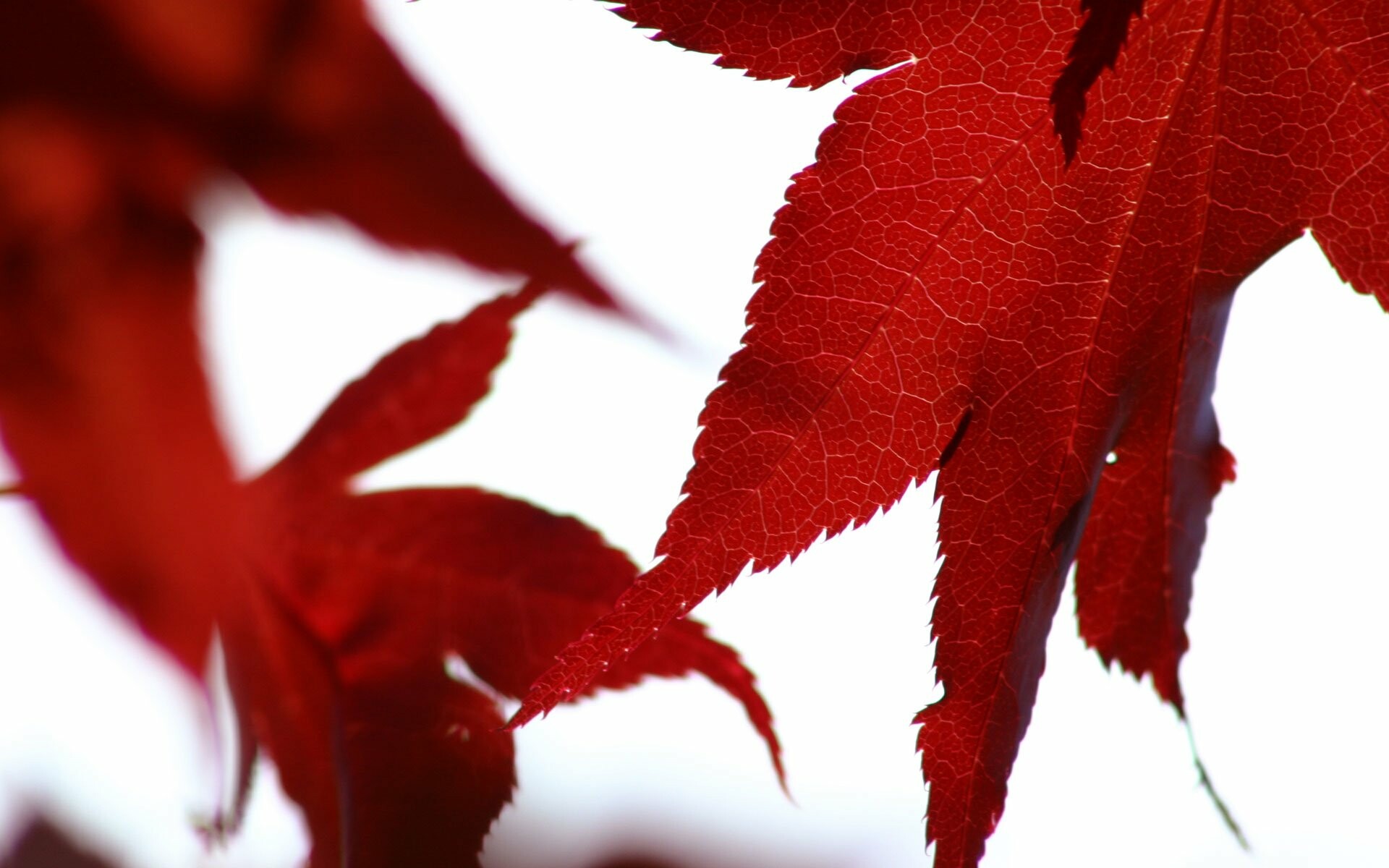 Leaf: A plant organ, functions primarily in food manufacture by photosynthesis. 1920x1200 HD Wallpaper.