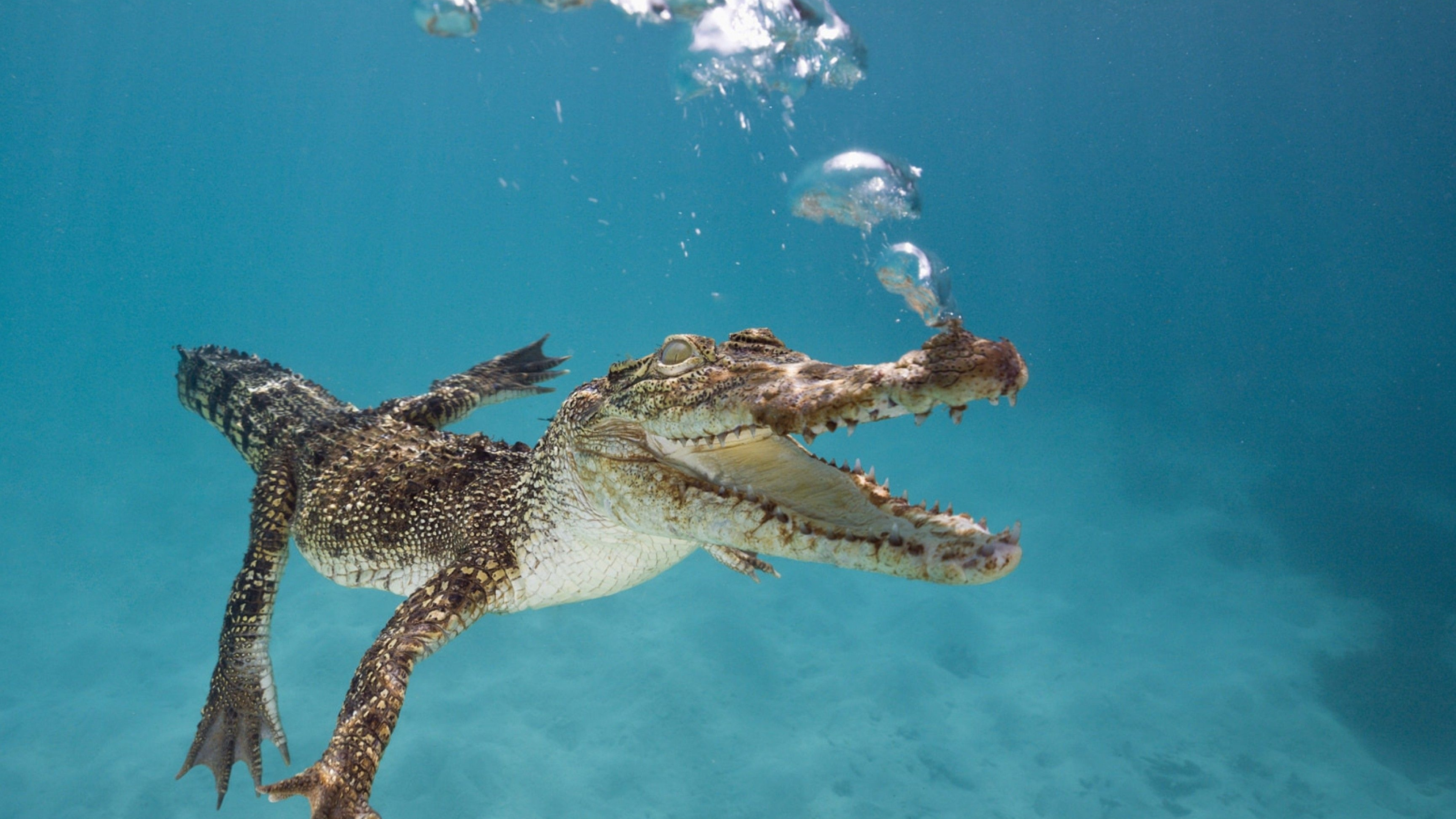 Crocodile: Crocodylus porosus, A crocodilian native to saltwater habitats. 3840x2160 4K Wallpaper.