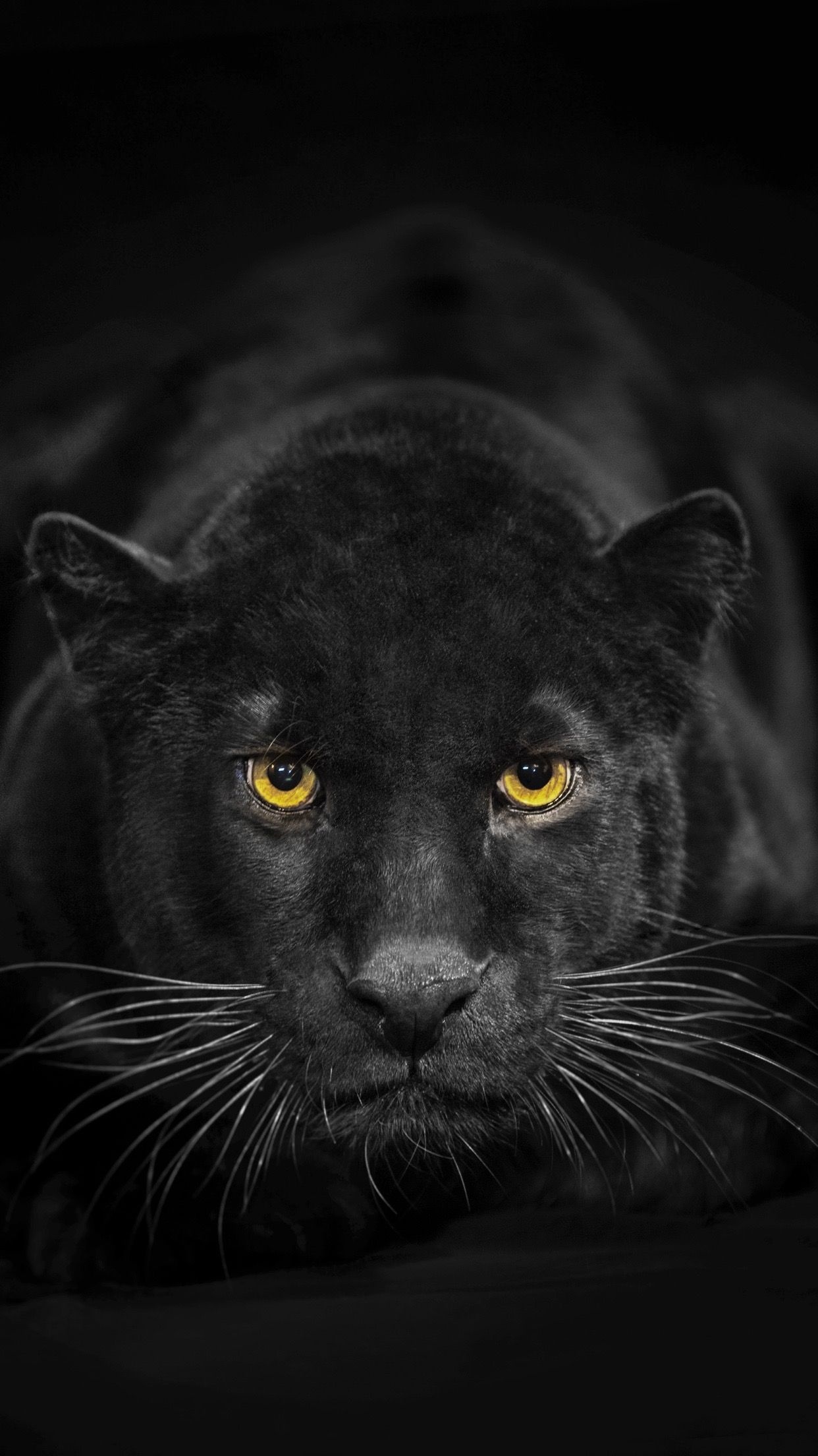 Black Panther (Animal): Dark-colored leopard, The pigment is caused by a recessive allele. 1250x2210 HD Background.