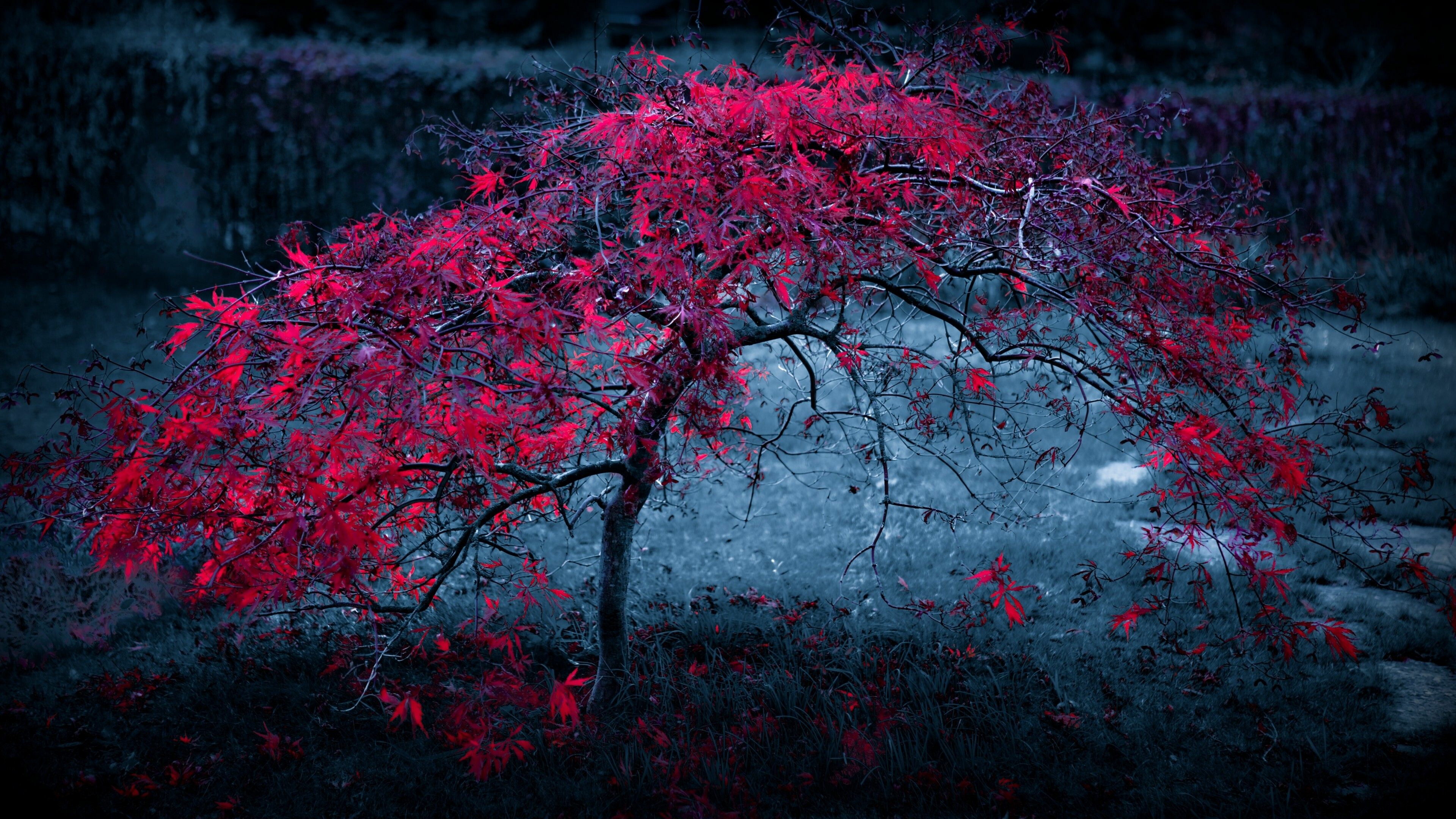 Autumn scenery wallpaper, Vibrant foliage, Nature's palette, Enchanting background, 3840x2160 4K Desktop